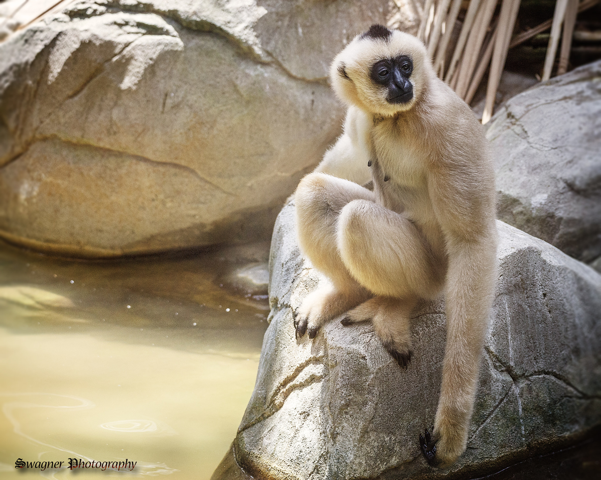 150-600mm F5-6.3 DG OS HSM | Contemporary 015 sample photo. White cheeked gibbon photography
