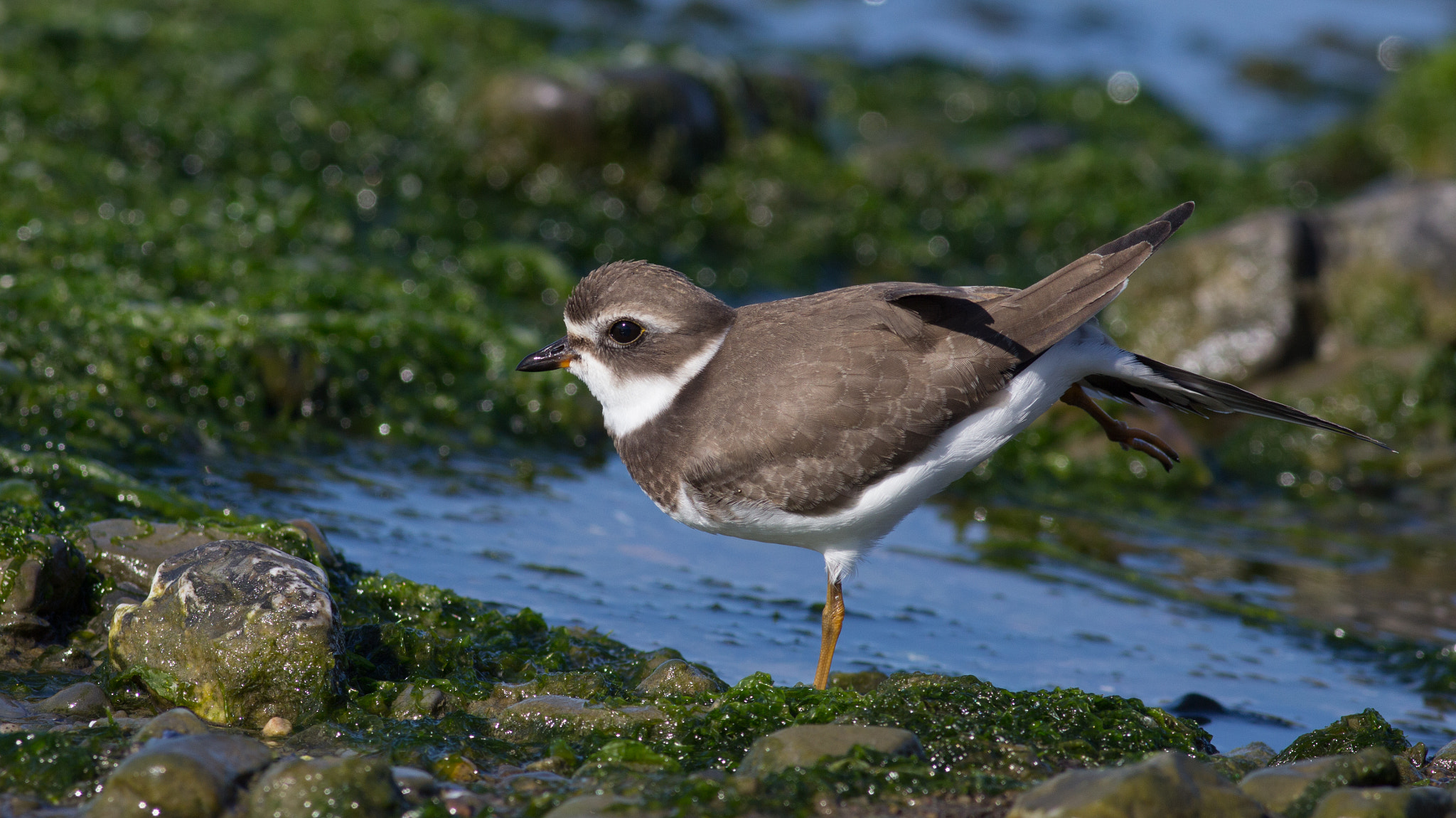 Canon EOS 60D + Canon EF 400mm F5.6L USM sample photo. Stretching photography