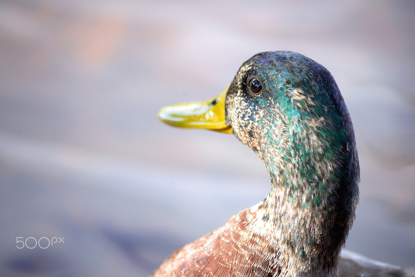Sigma 70-300mm F4-5.6 APO DG Macro sample photo. Portrait of duck. photography