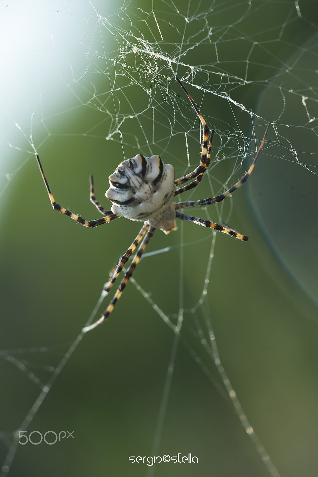Sigma 150mm F2.8 EX DG Macro HSM sample photo. Argiope lobata___ photography