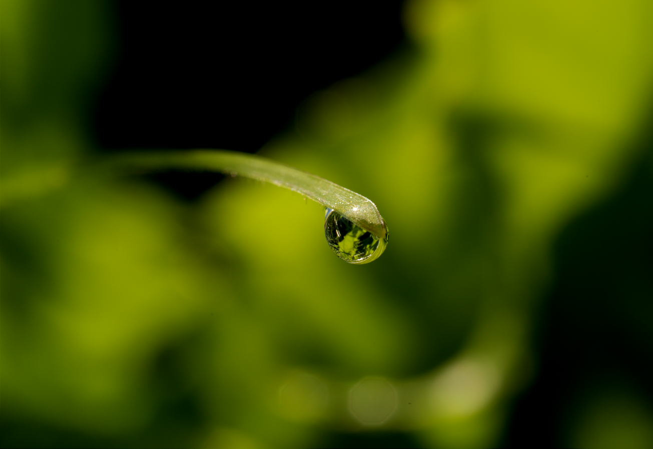 Pentax K-50 + Pentax smc D-FA 100mm F2.8 Macro WR sample photo. Verde riflesso photography