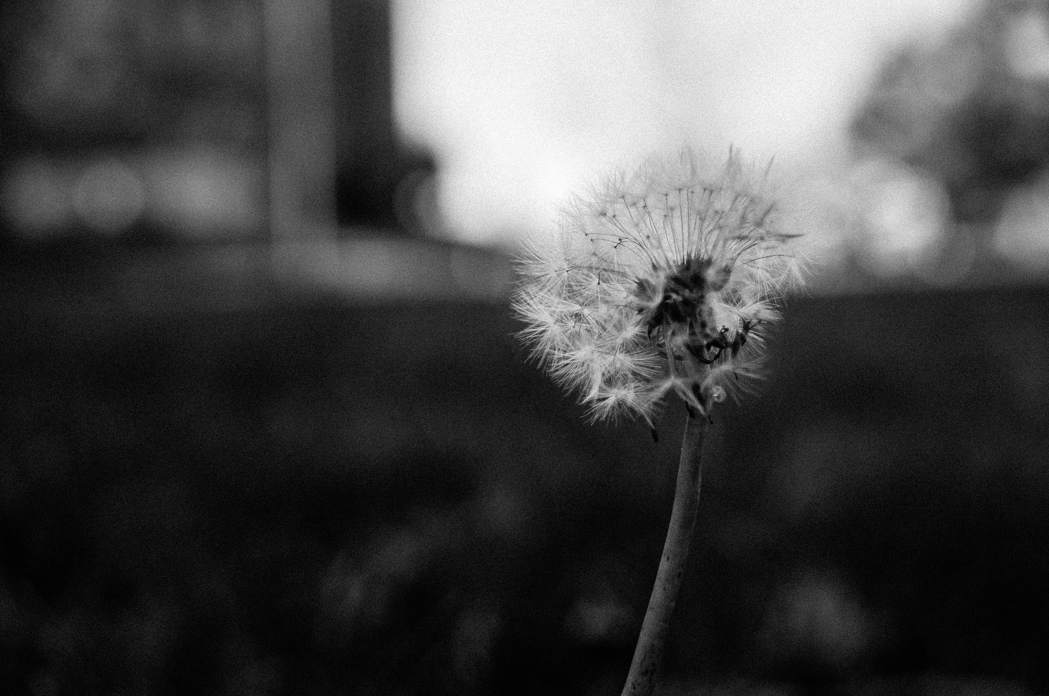 Sigma 18-250mm F3.5-6.3 DC Macro OS HSM sample photo. Dandelion photography