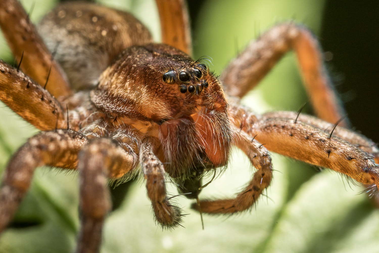 Canon MP-E 65mm F2.5 1-5x Macro Photo sample photo. Wolf spider photography