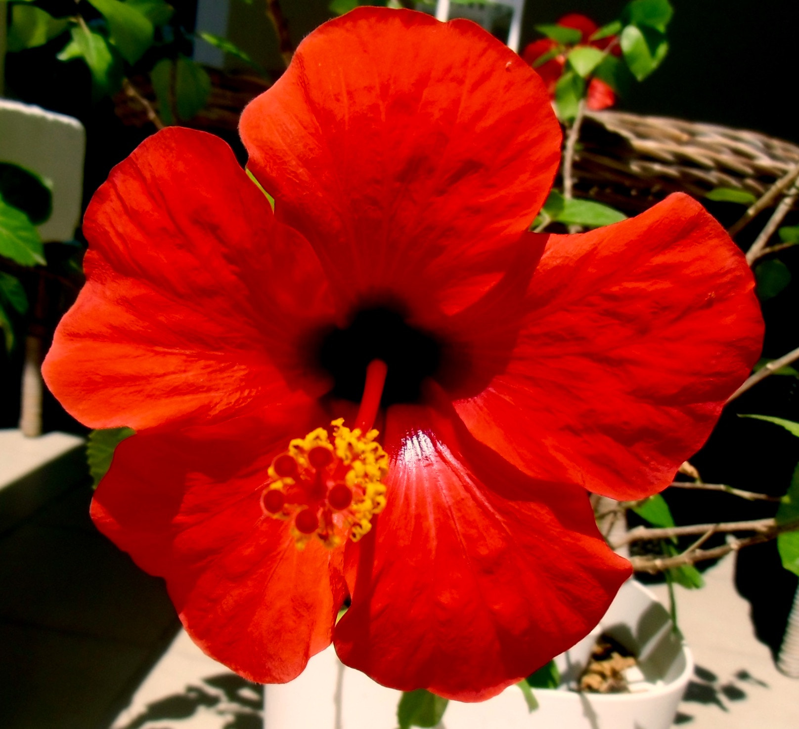 CASIO EX-ZS100 sample photo. Beautiful hibiscus flower photography
