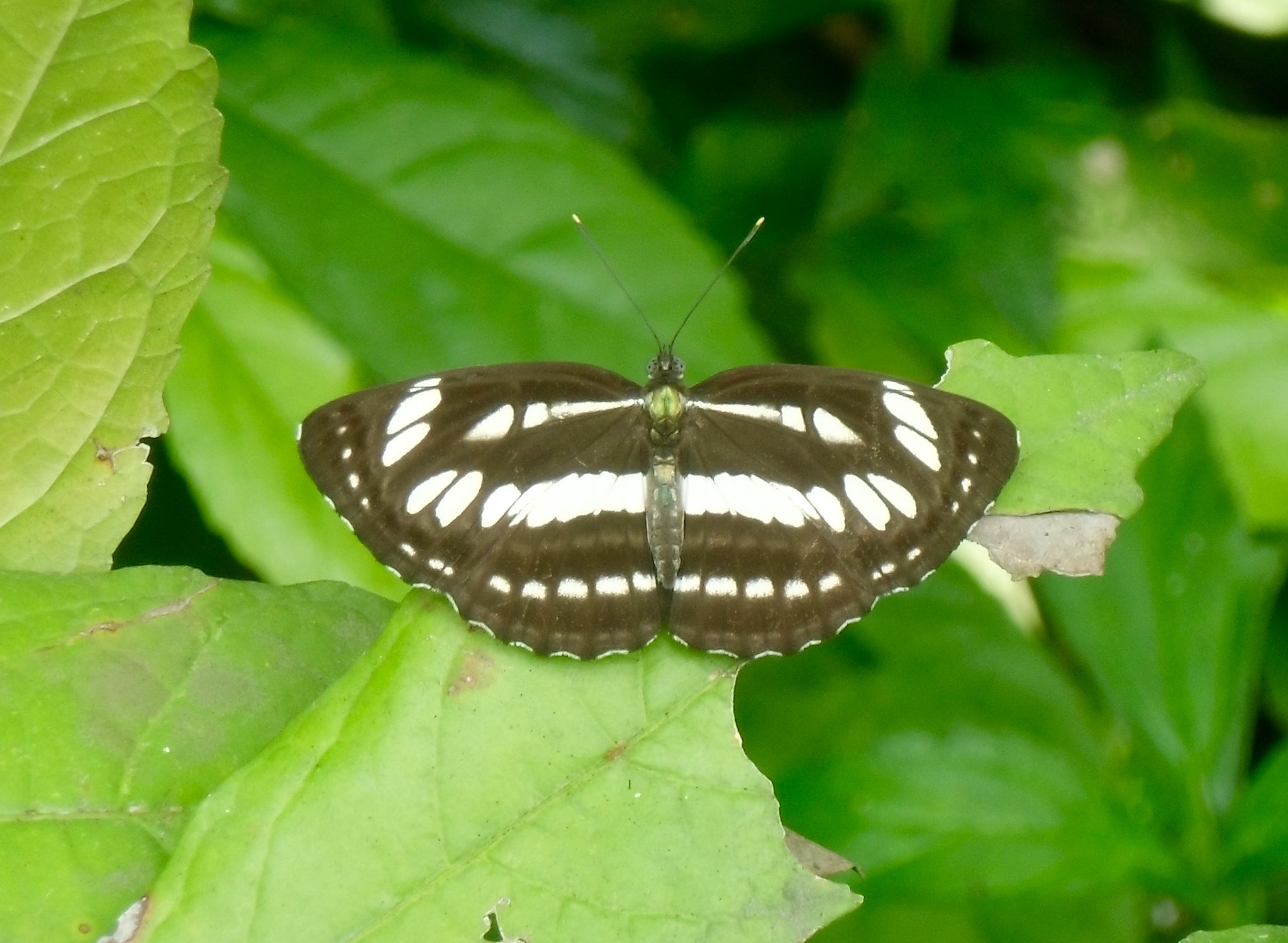 CASIO EX-ZS100 sample photo. Delicate butterfly native of thailand photography