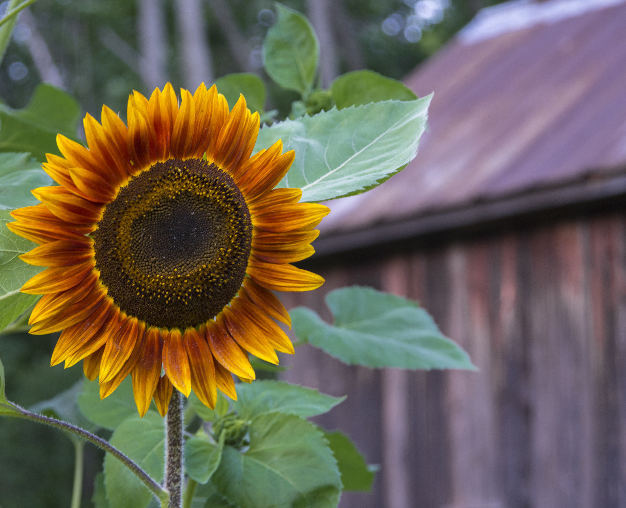Nikon AF Nikkor 24-85mm F2.8-4D IF sample photo. Sunflower photography