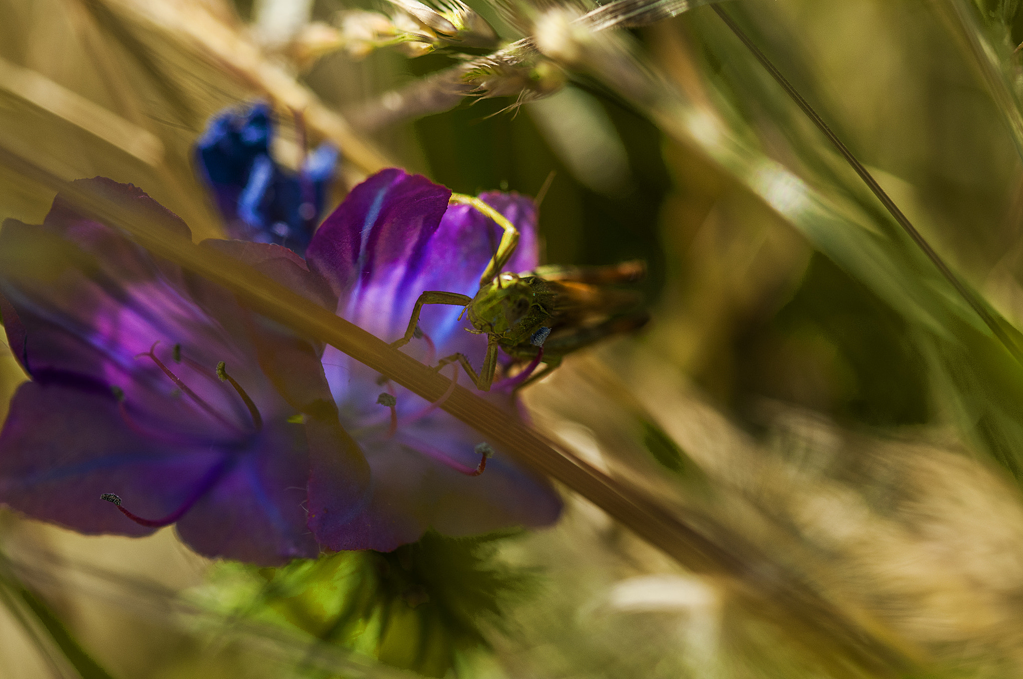 Sigma 105mm F2.8 EX DG OS HSM sample photo. Saltamontes photography
