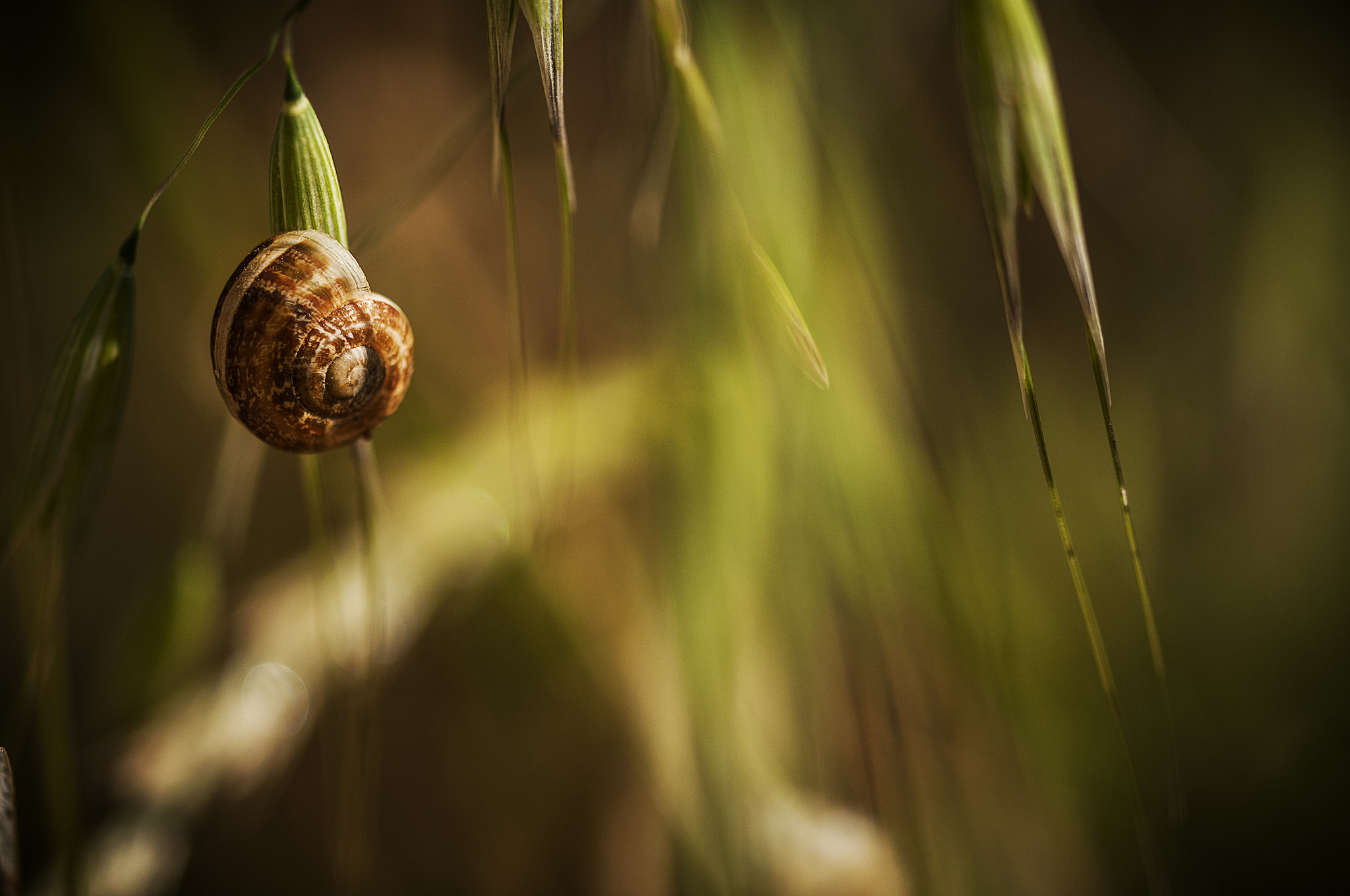 Sigma 105mm F2.8 EX DG OS HSM sample photo. Caracol photography