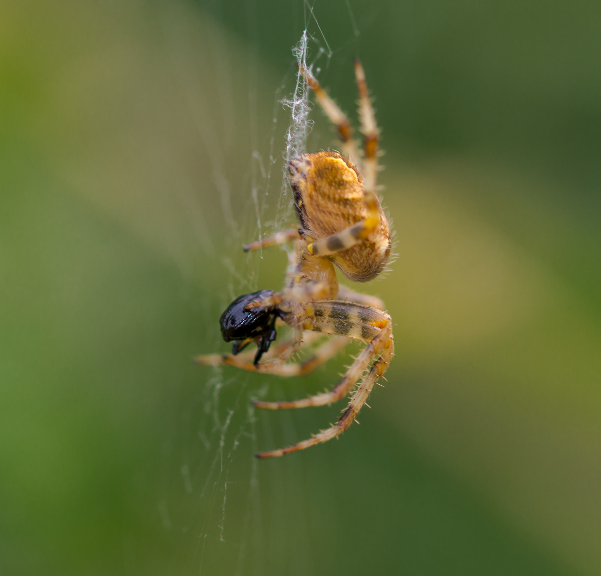 Sony SLT-A58 + 105mm F2.8 sample photo. Etende spin photography