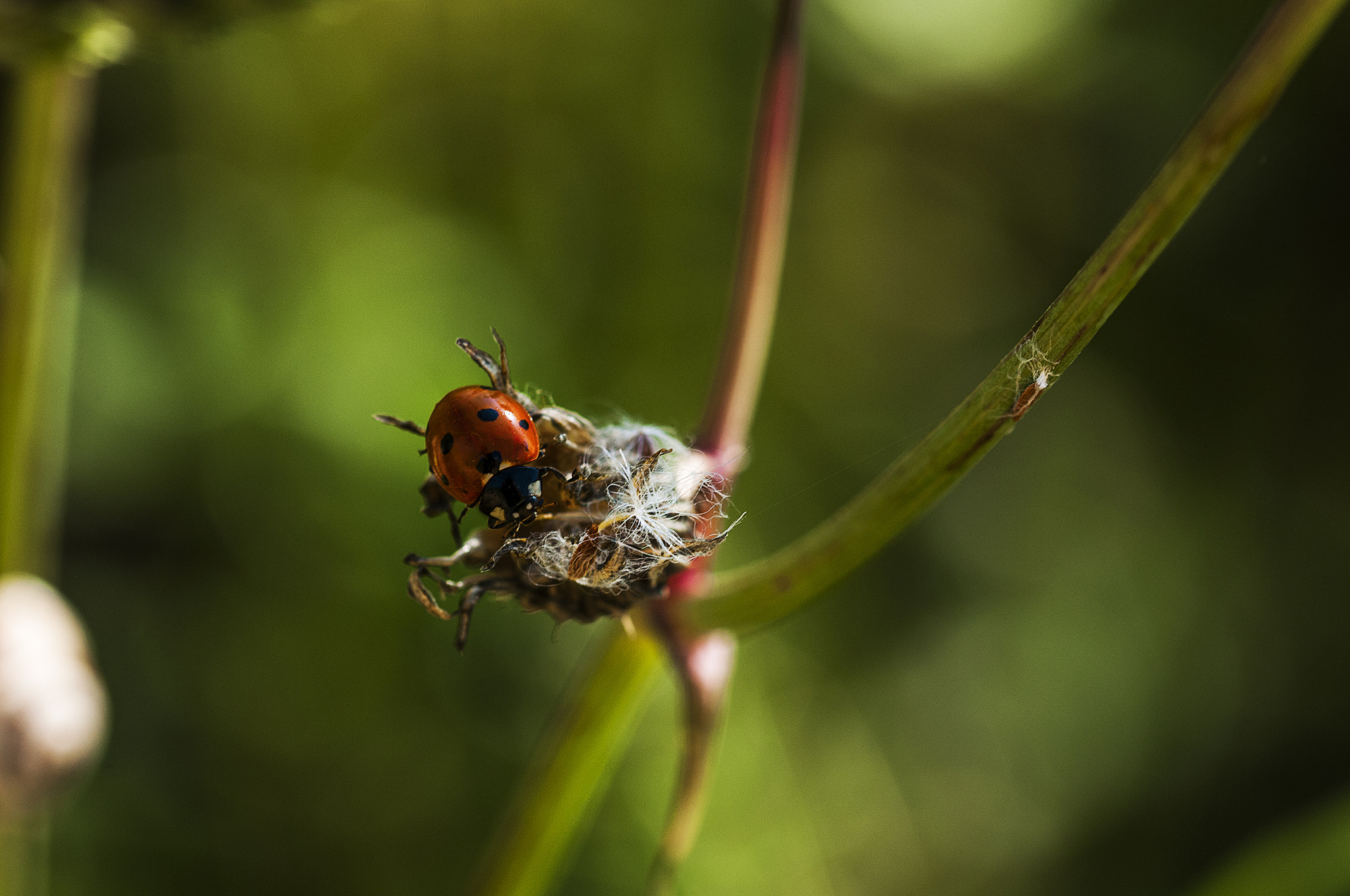 Sigma 105mm F2.8 EX DG OS HSM sample photo. Mariquita photography