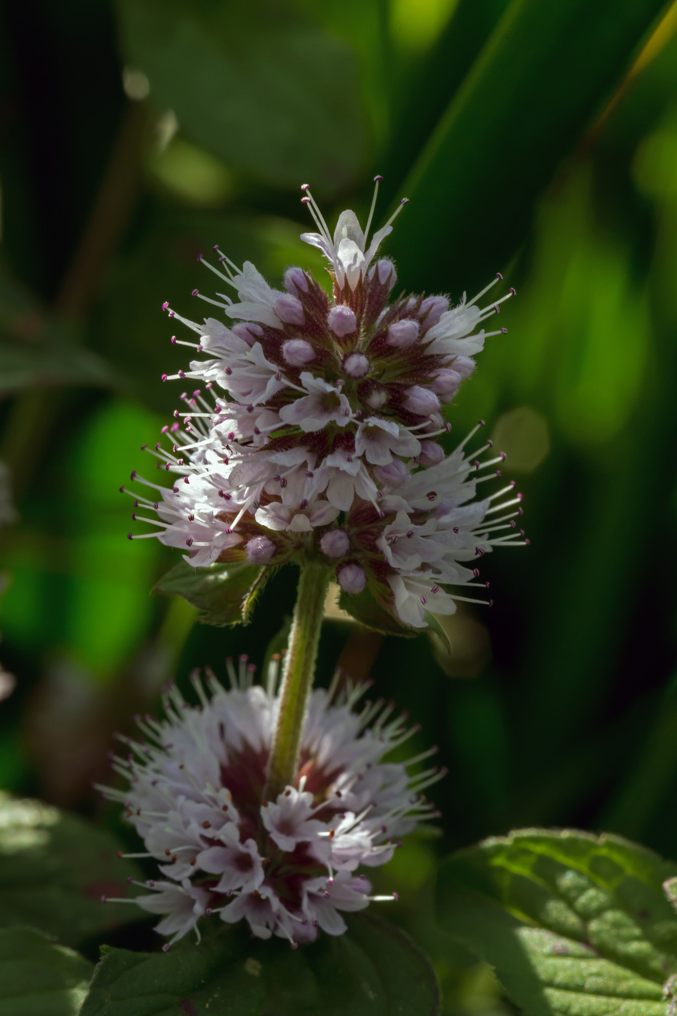 Nikon D7100 + AF Micro-Nikkor 60mm f/2.8 sample photo. With just a sprig of mint. photography