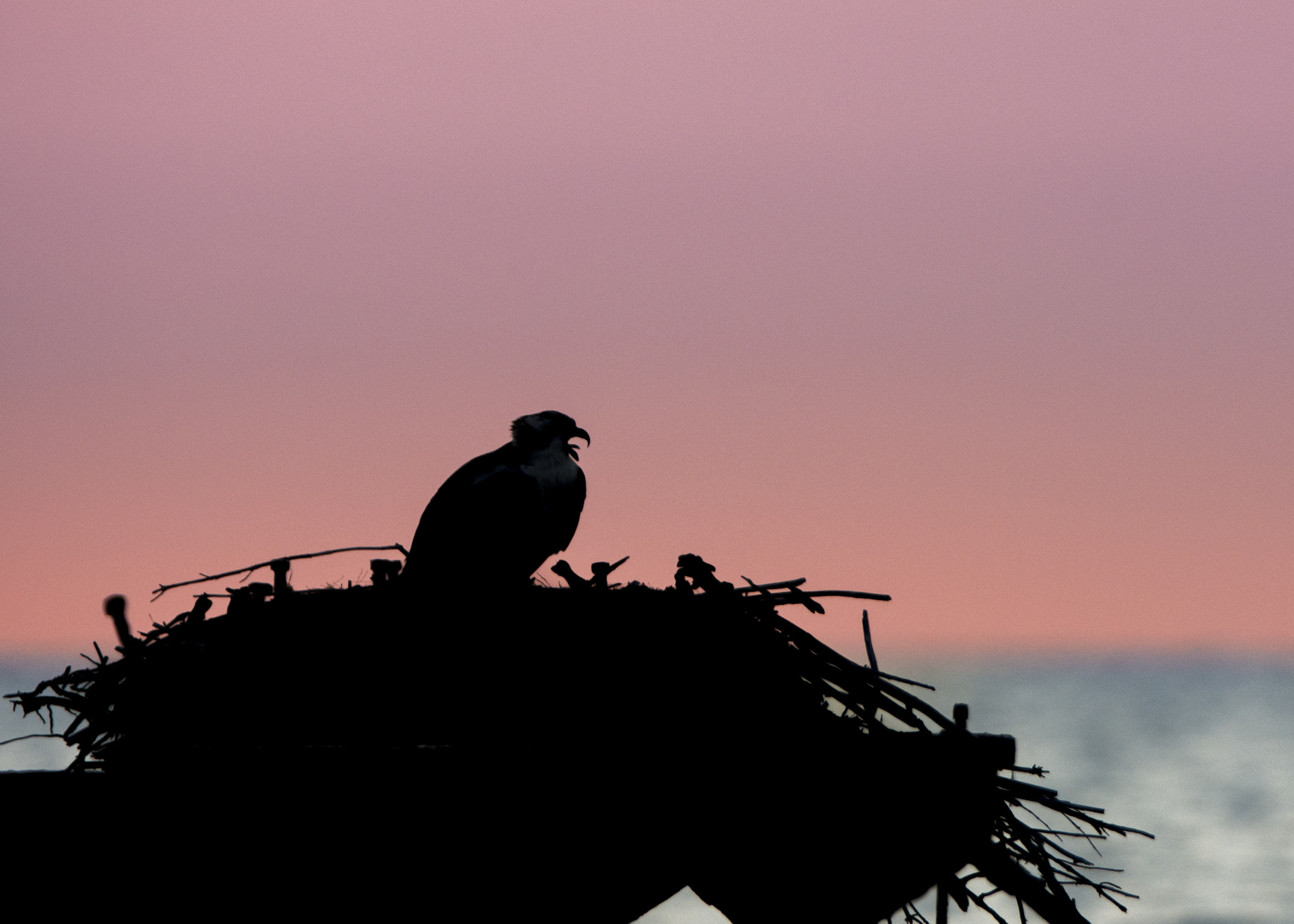 Nikon D7200 + Sigma 500mm F4.5 EX DG HSM sample photo. Calling (osprey) photography