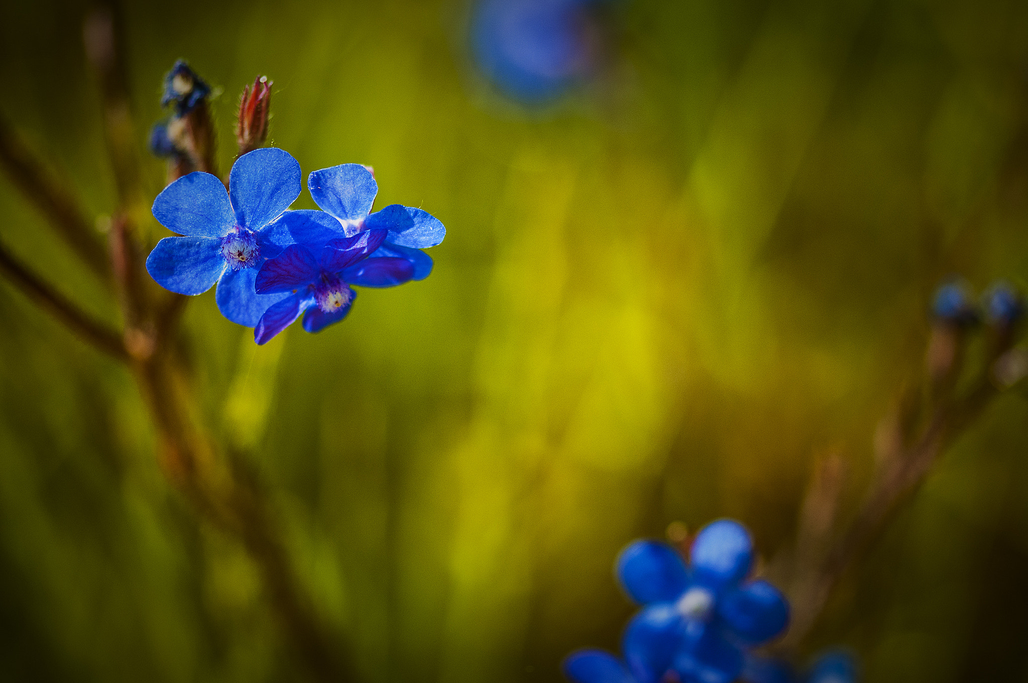 Sigma 105mm F2.8 EX DG OS HSM sample photo. Azul photography