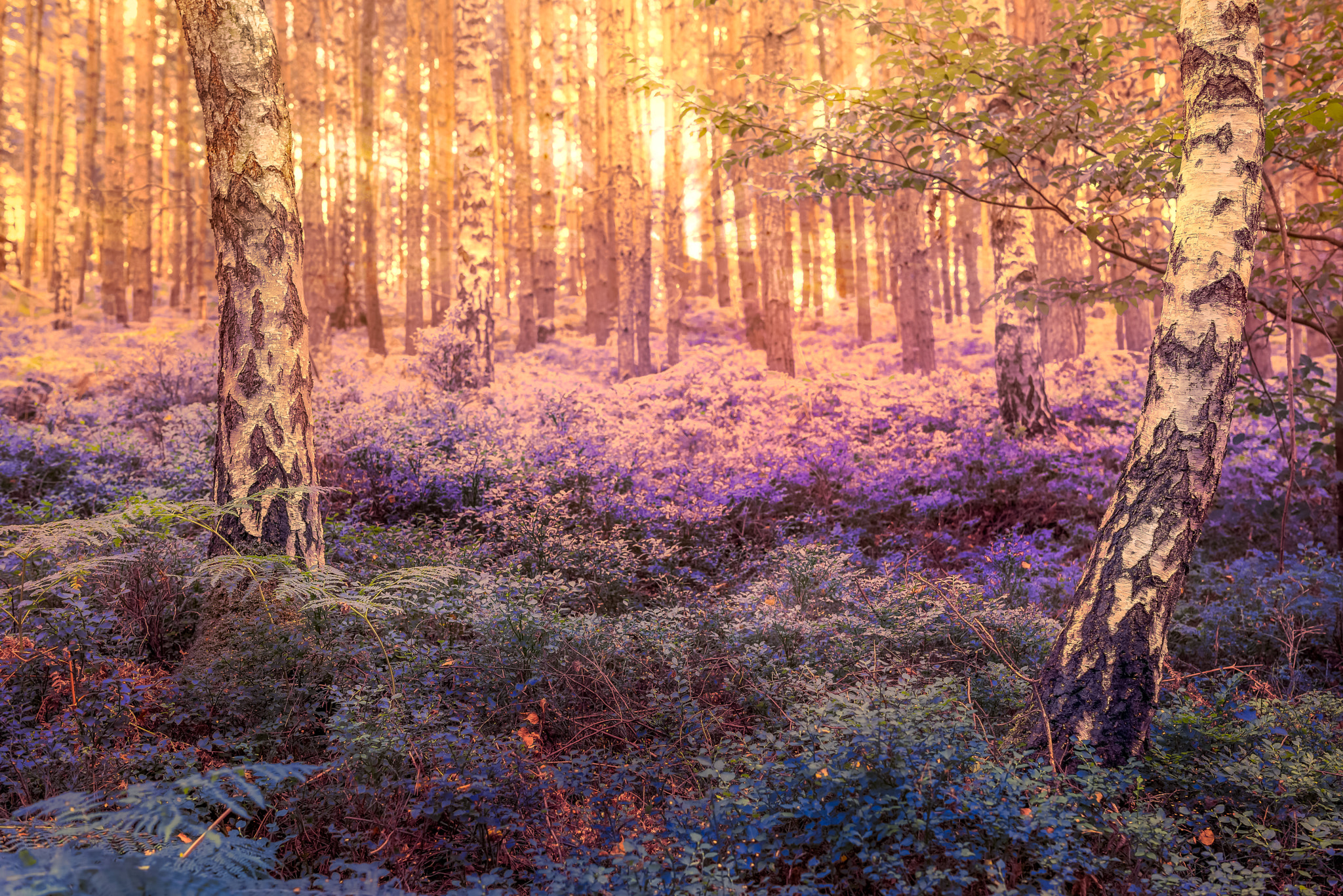 Nikon D800 + Samyang 35mm F1.4 AS UMC sample photo. Lavendelwald photography