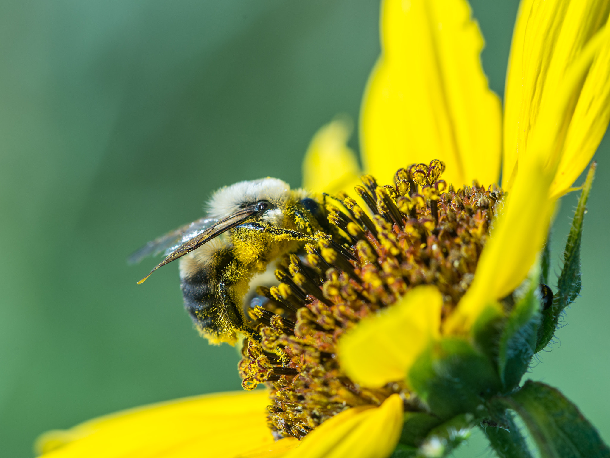 Nikon D610 + Nikon AF Micro-Nikkor 200mm F4D ED-IF sample photo. Carpenter bee photography