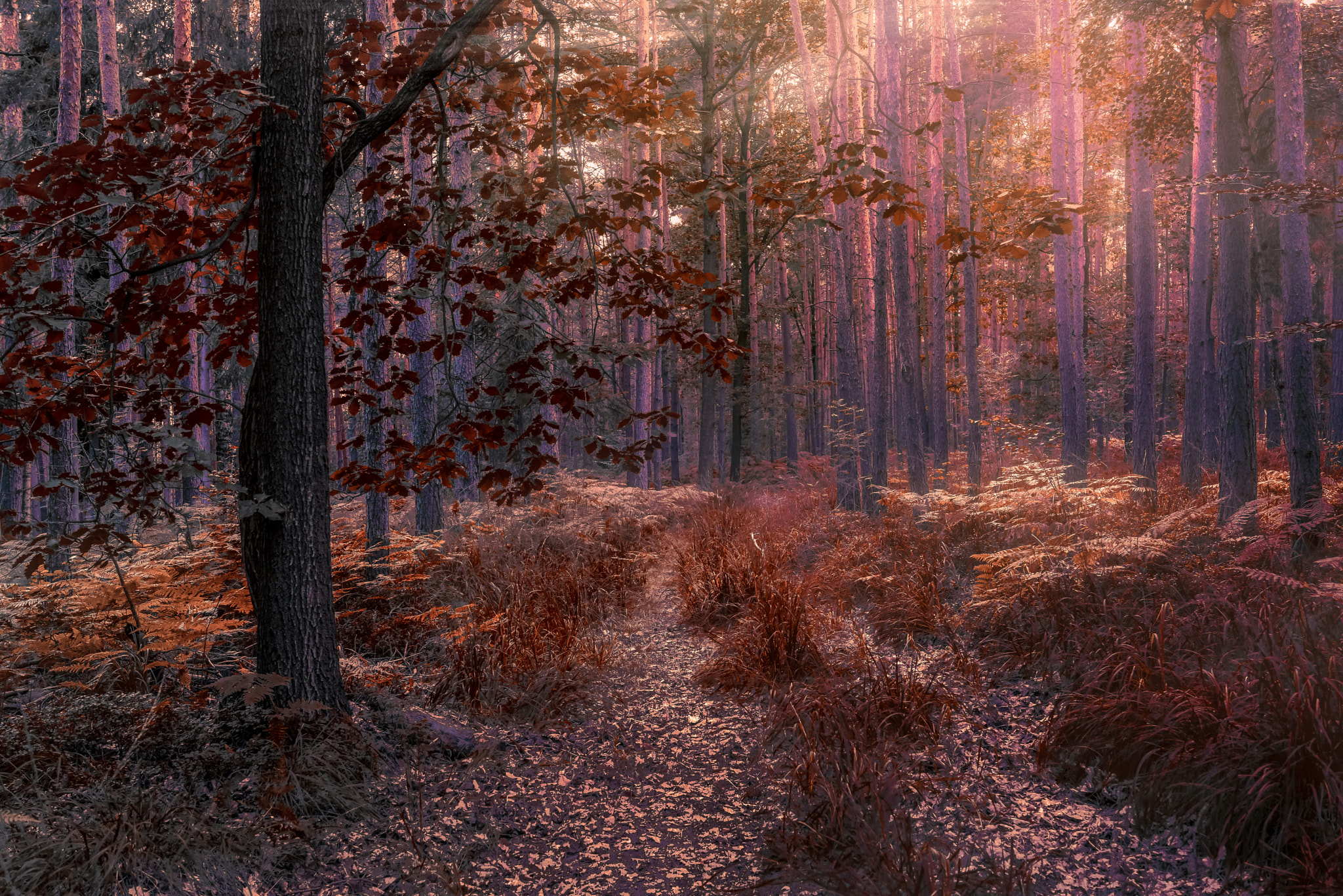 Nikon D800 + Samyang 35mm F1.4 AS UMC sample photo. Herbstwald photography