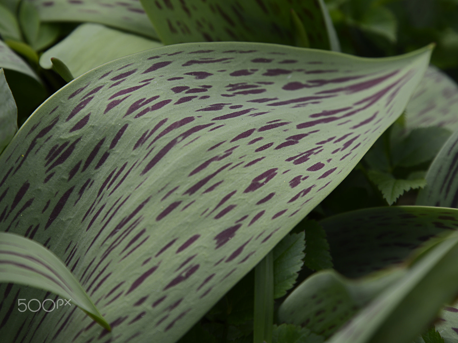 Nikon D600 sample photo. Hosta photography