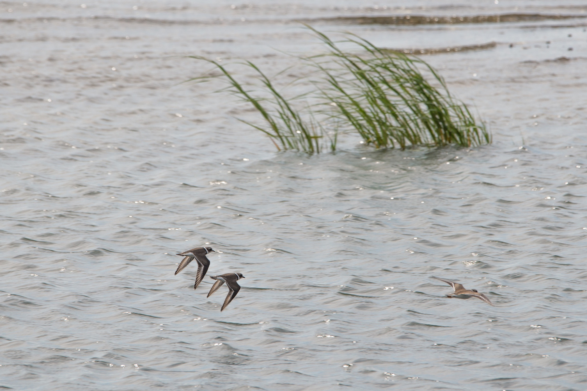 Sigma 120-400mm F4.5-5.6 DG OS HSM sample photo. Wilsons plover flying away photography