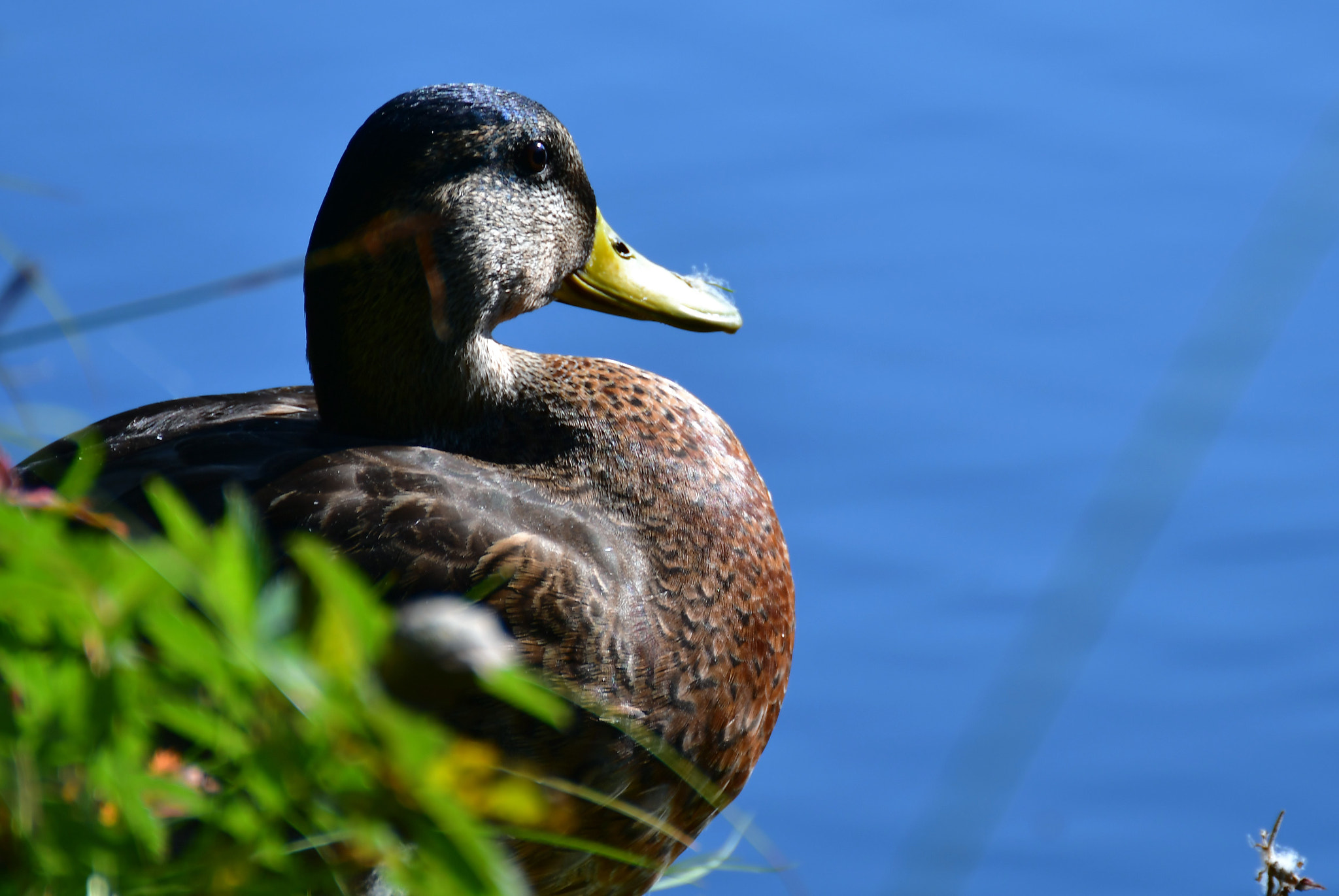 Nikon D500 sample photo. Canard photography