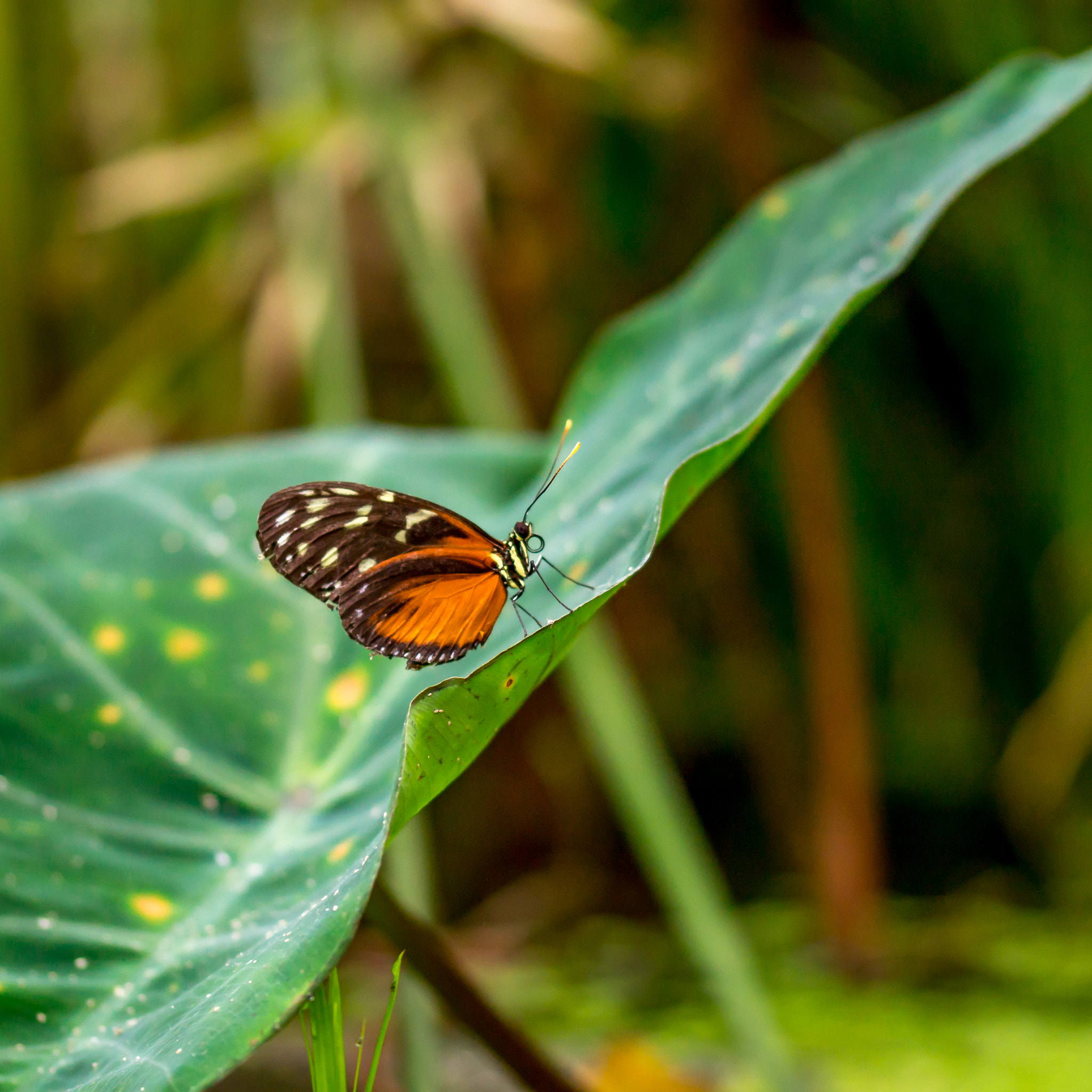 Sony SLT-A58 + 105mm F2.8 sample photo. Butterfly photography