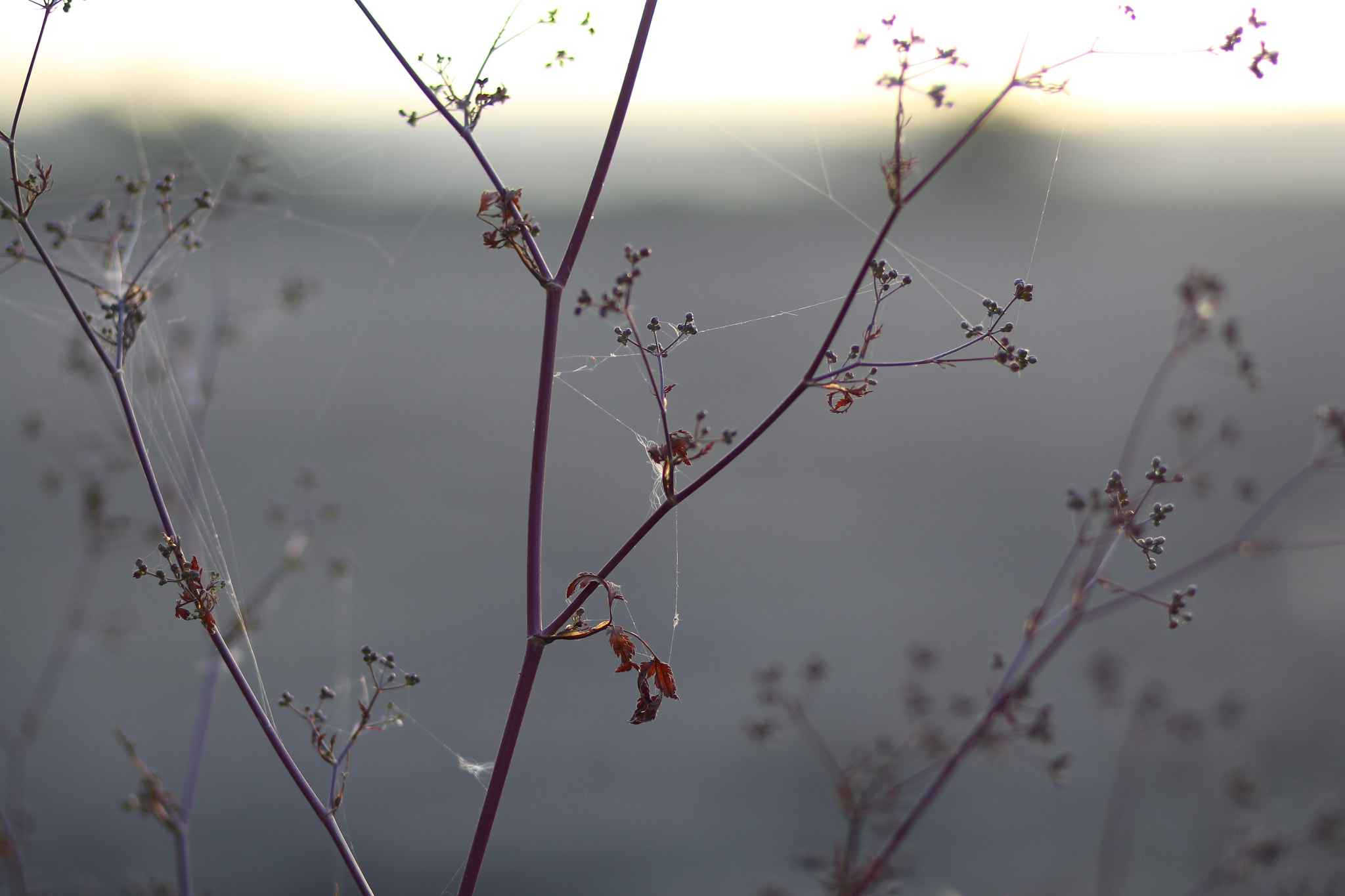Canon EOS 100D (EOS Rebel SL1 / EOS Kiss X7) + Canon EF 85mm F1.8 USM sample photo. Weeds photography