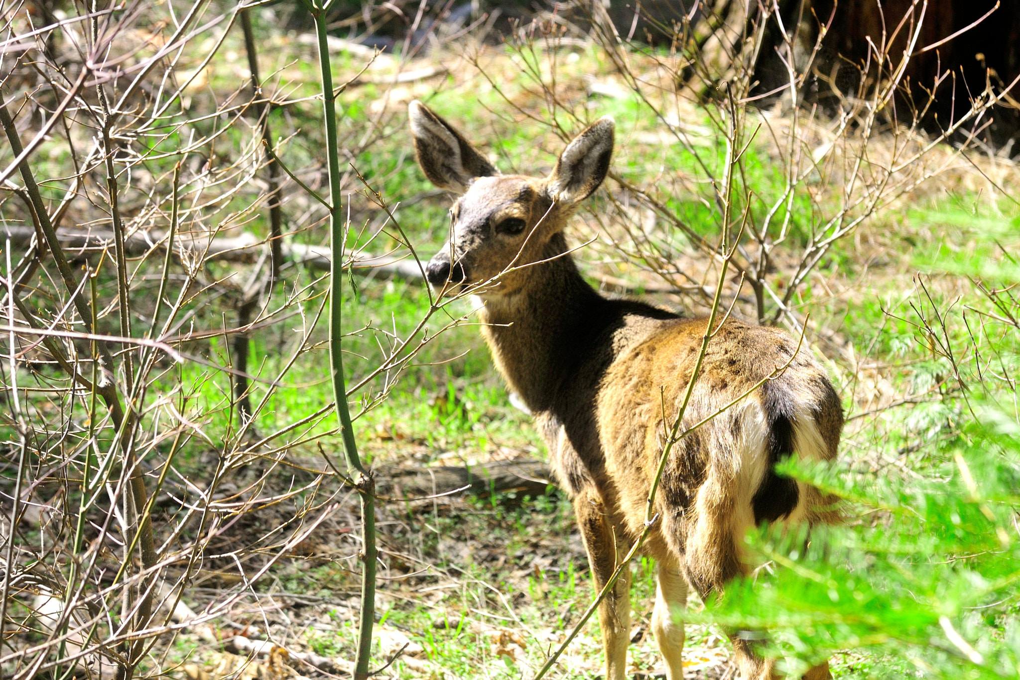 Nikon D300S sample photo. A photography
