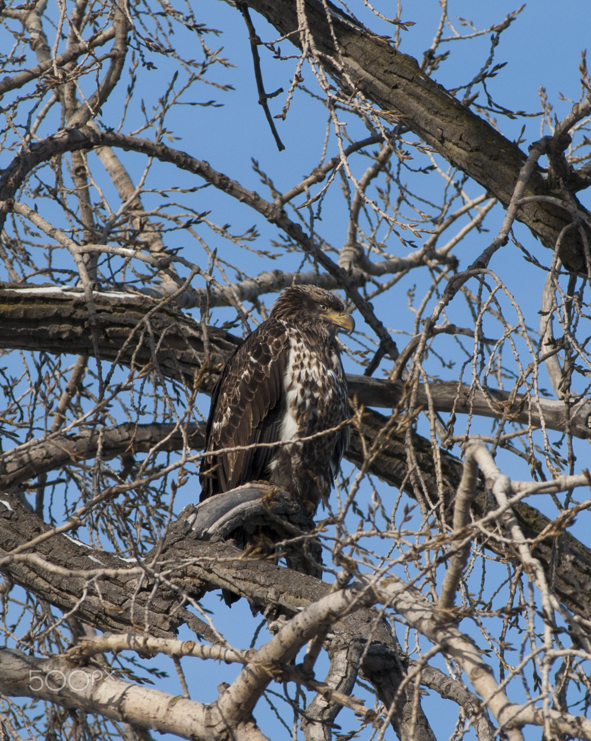 Nikon AF-Nikkor 80-200mm F2.8D ED sample photo. Bald eagle photography