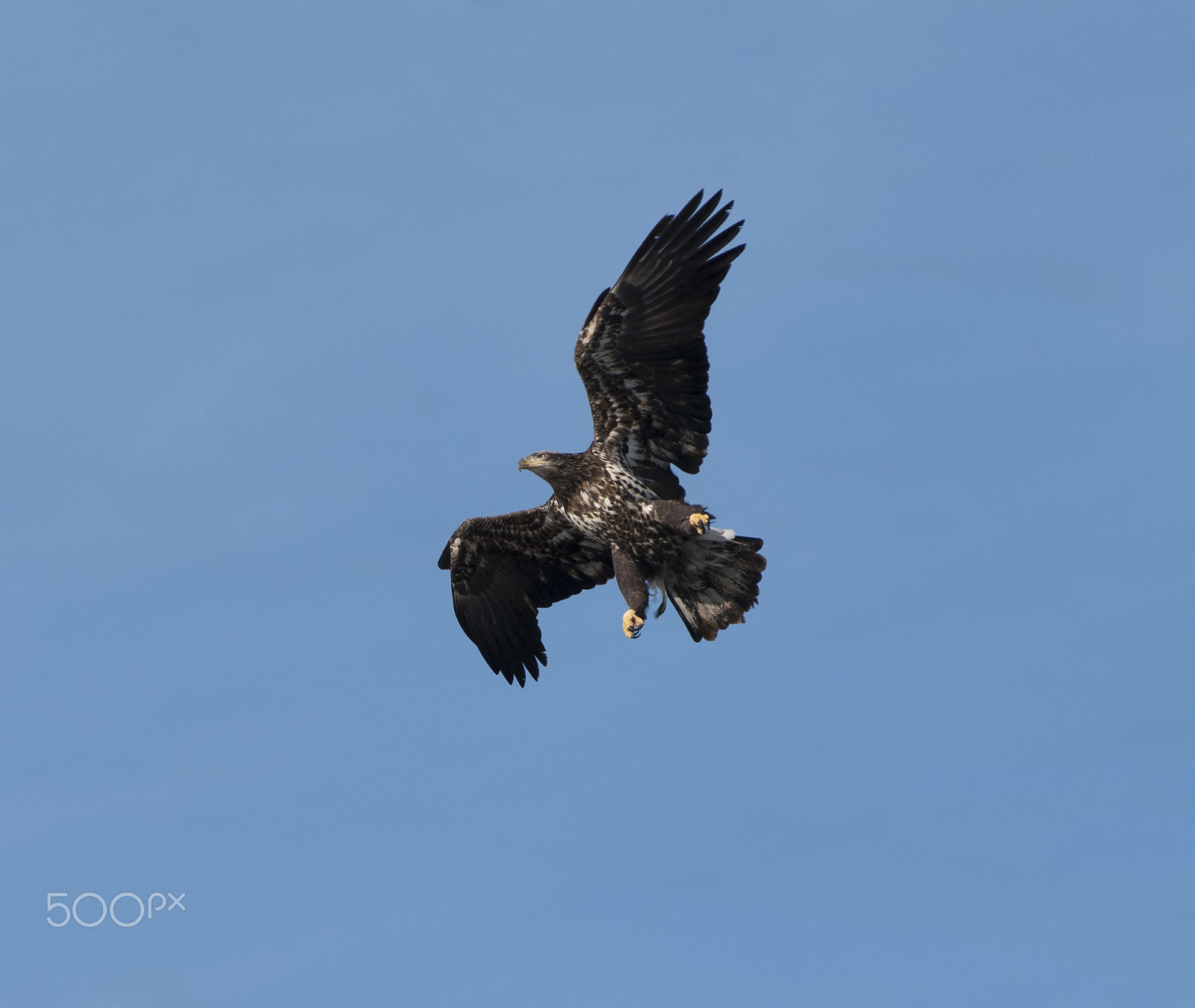 Nikon AF-Nikkor 80-200mm F2.8D ED sample photo. Bald eagle photography