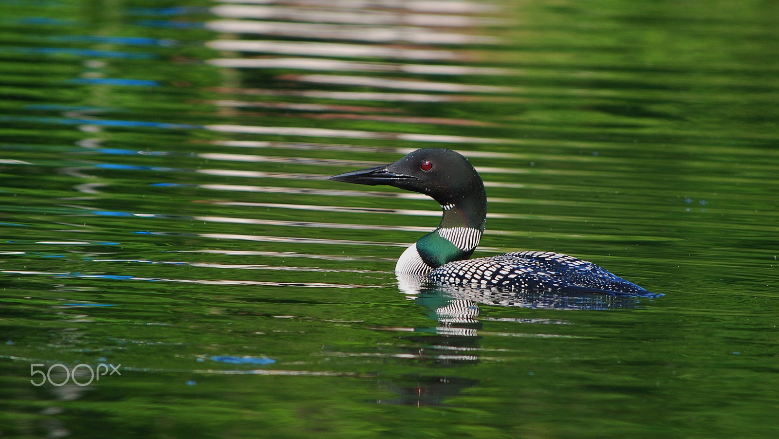 Nikon D80 sample photo. Rose lake loon photography