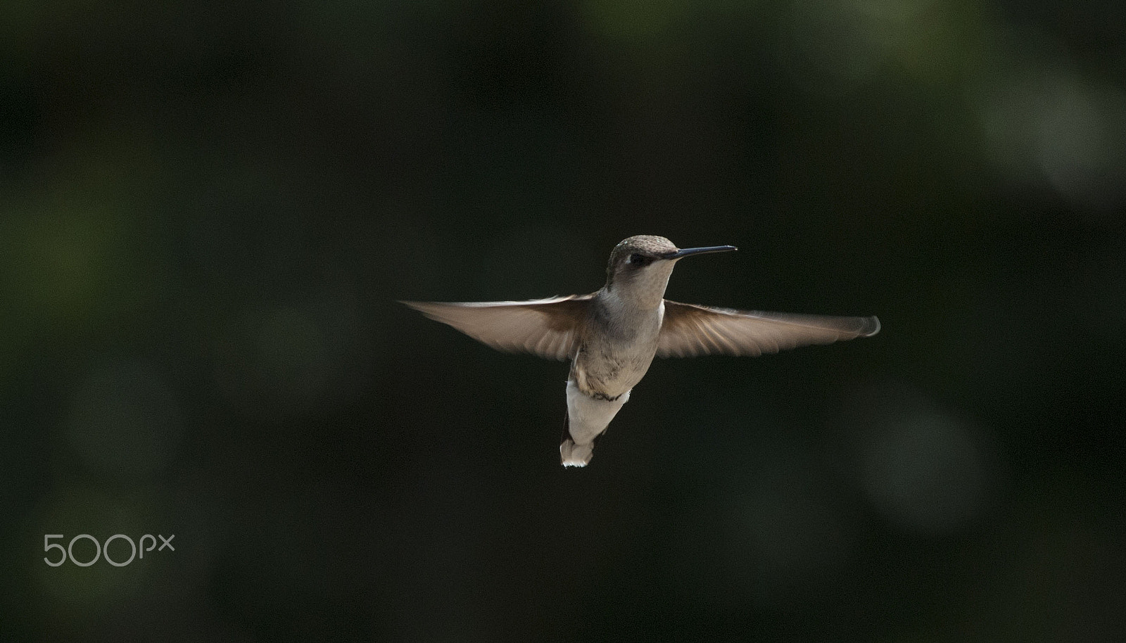 Nikon AF-Nikkor 80-200mm F2.8D ED sample photo. Hummingbird photography