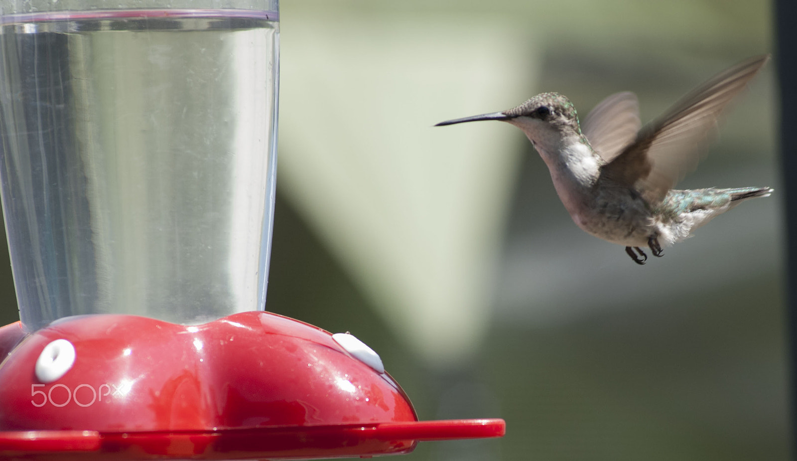 Nikon AF-Nikkor 80-200mm F2.8D ED sample photo. Hummingbird photography