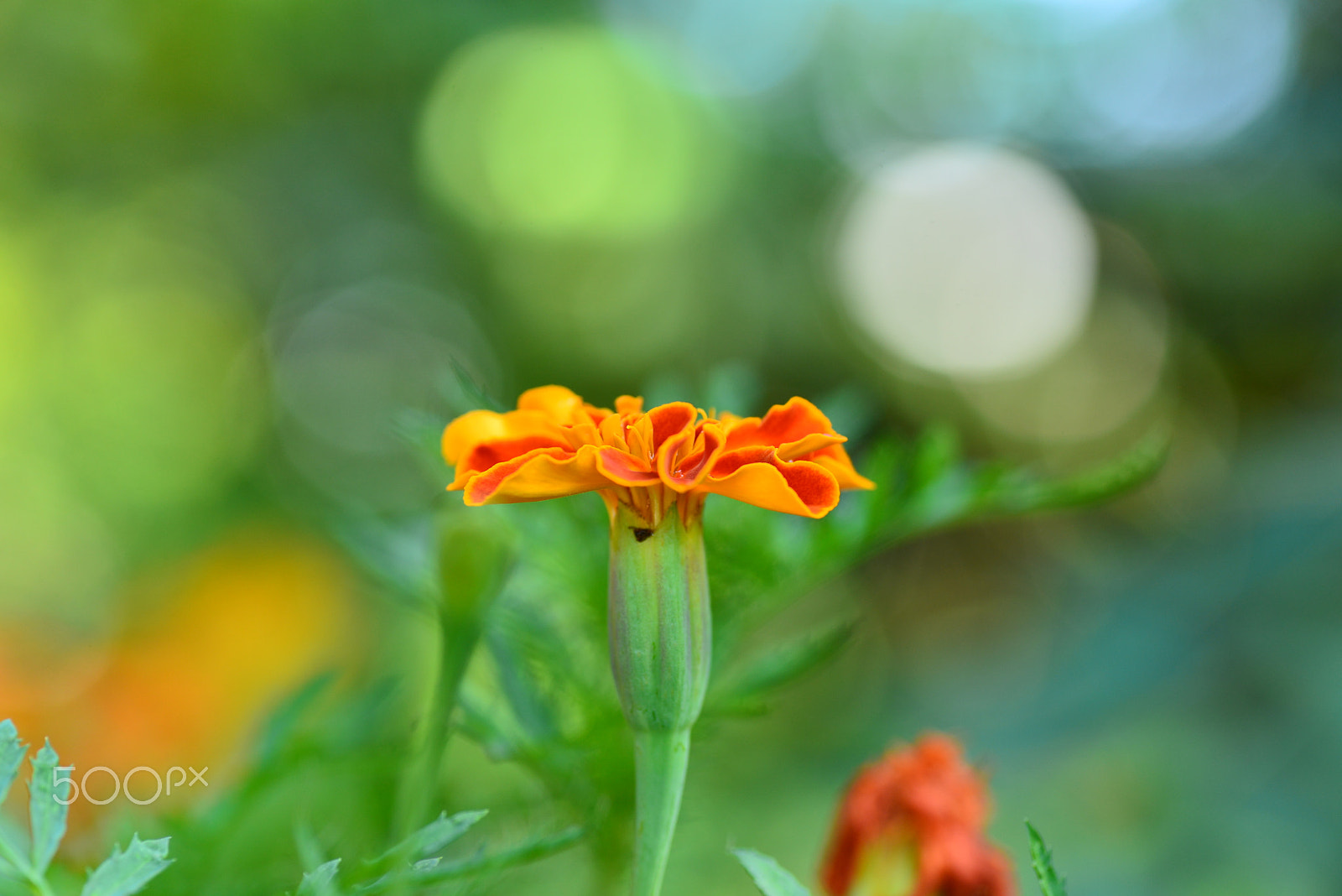 Nikon D600 sample photo. Bubble of light. photography