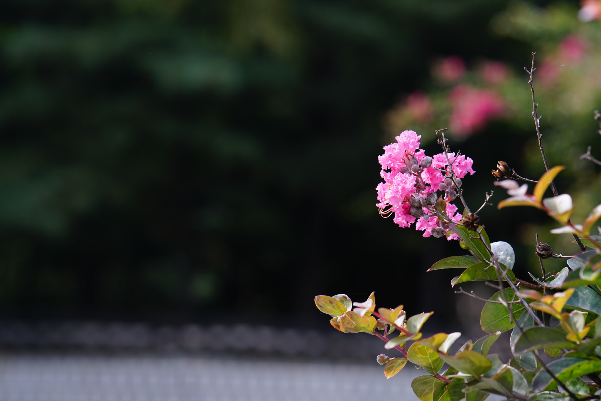 Sony a6300 + ZEISS Batis 85mm F1.8 sample photo. Dosan city park photography