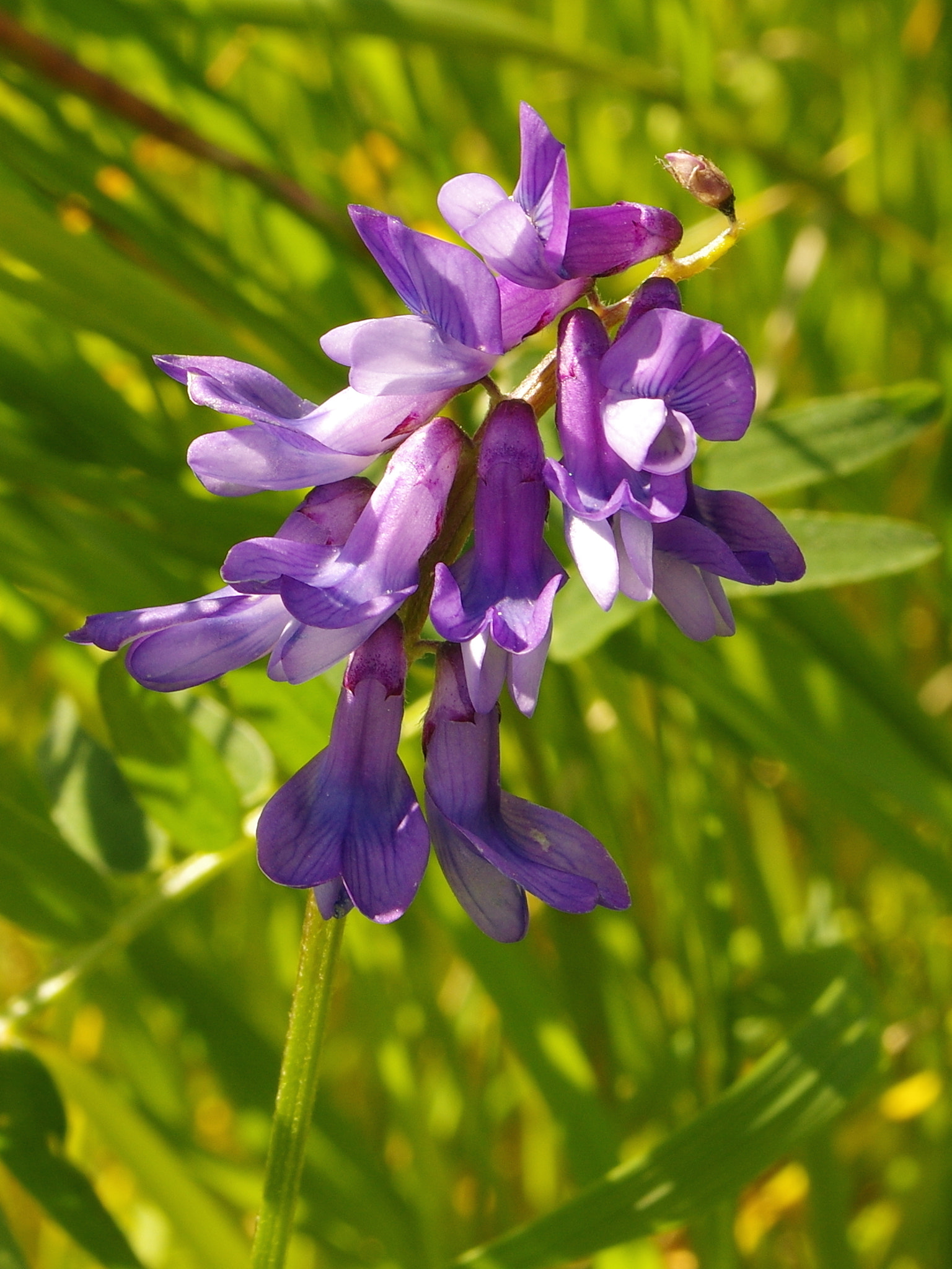 Pentax K-3 sample photo. Flower 6 photography