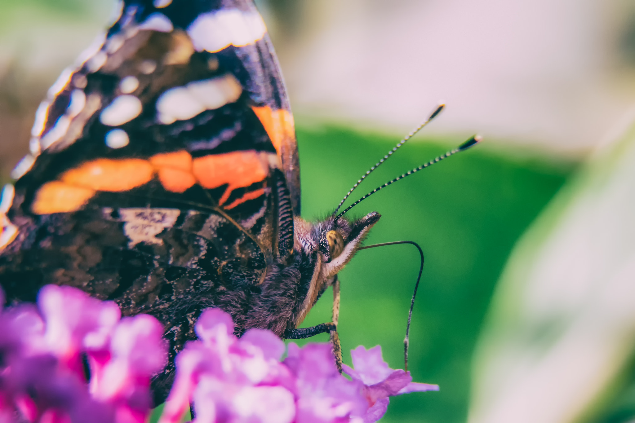 Sigma 70-200mm F2.8 EX DG OS HSM sample photo. Butterfly macro photography