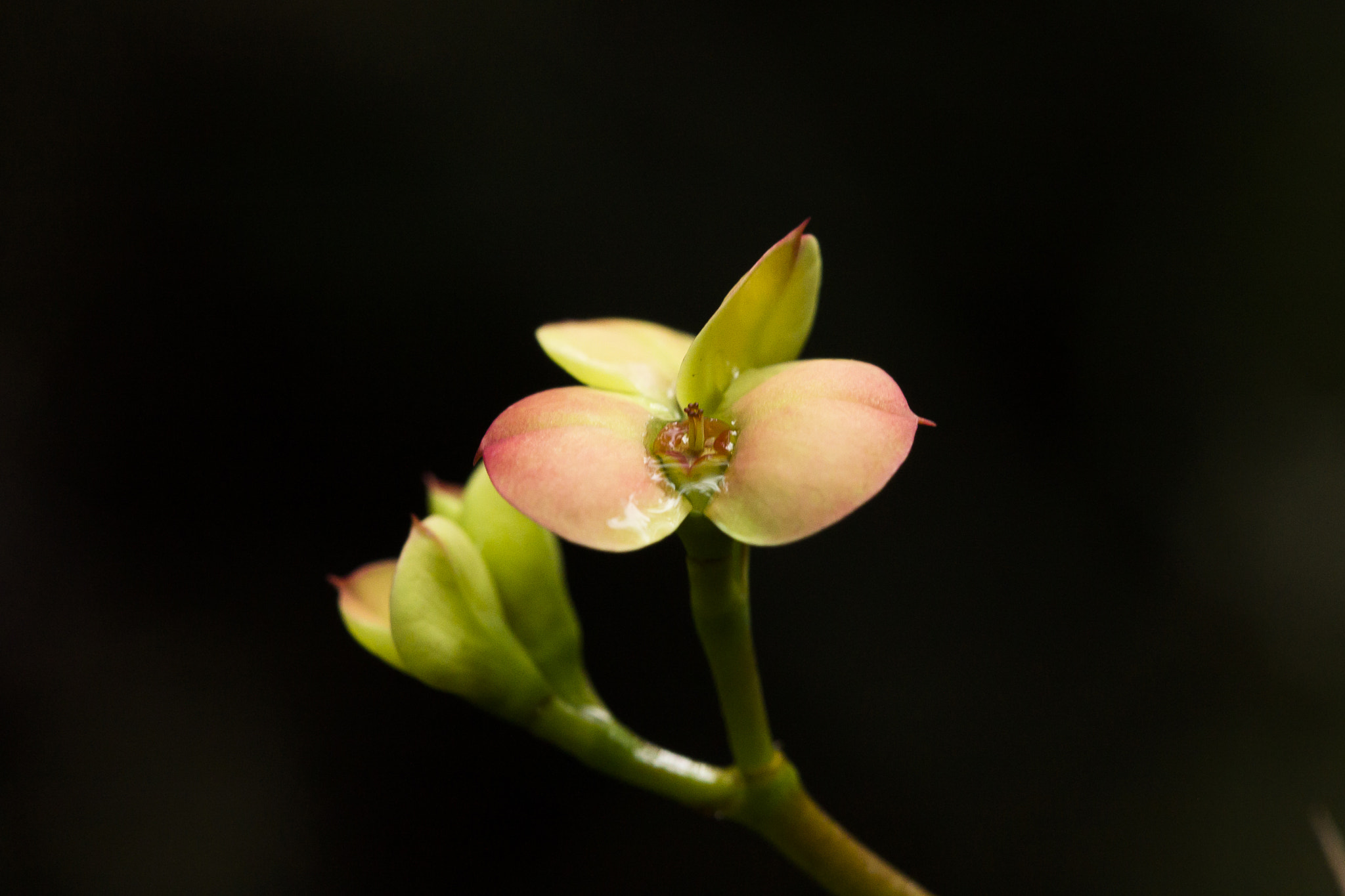 Canon EF 100mm F2.8 Macro USM sample photo. Flower under the light photography