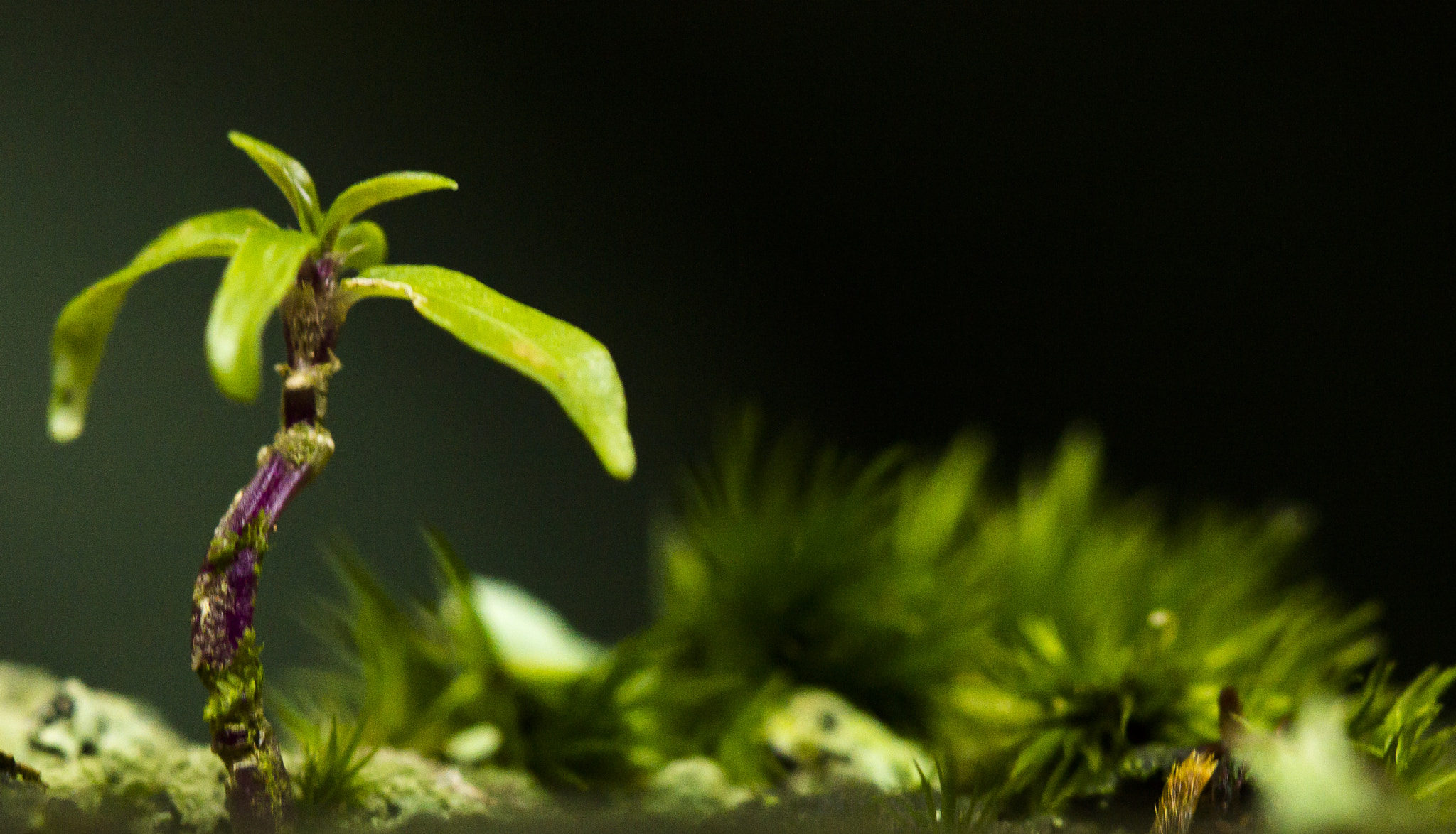 Canon EF 100mm F2.8 Macro USM sample photo. Little coconut tree photography