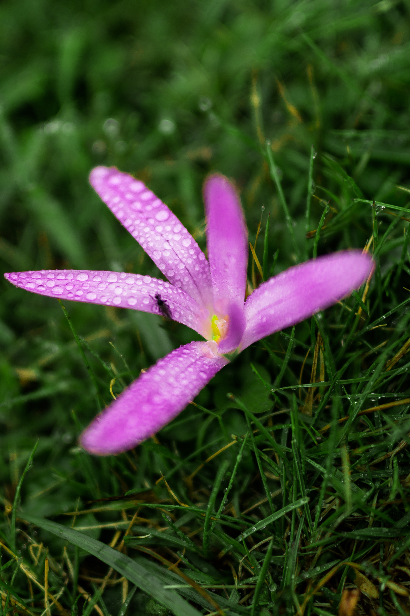 ZEISS Milvus 50mm F1.4 sample photo. Little blossom! photography