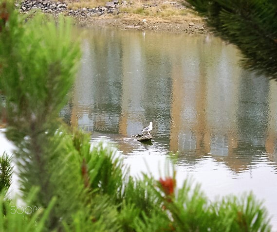 Sony DSC-S730 sample photo. Quiet reflection photography