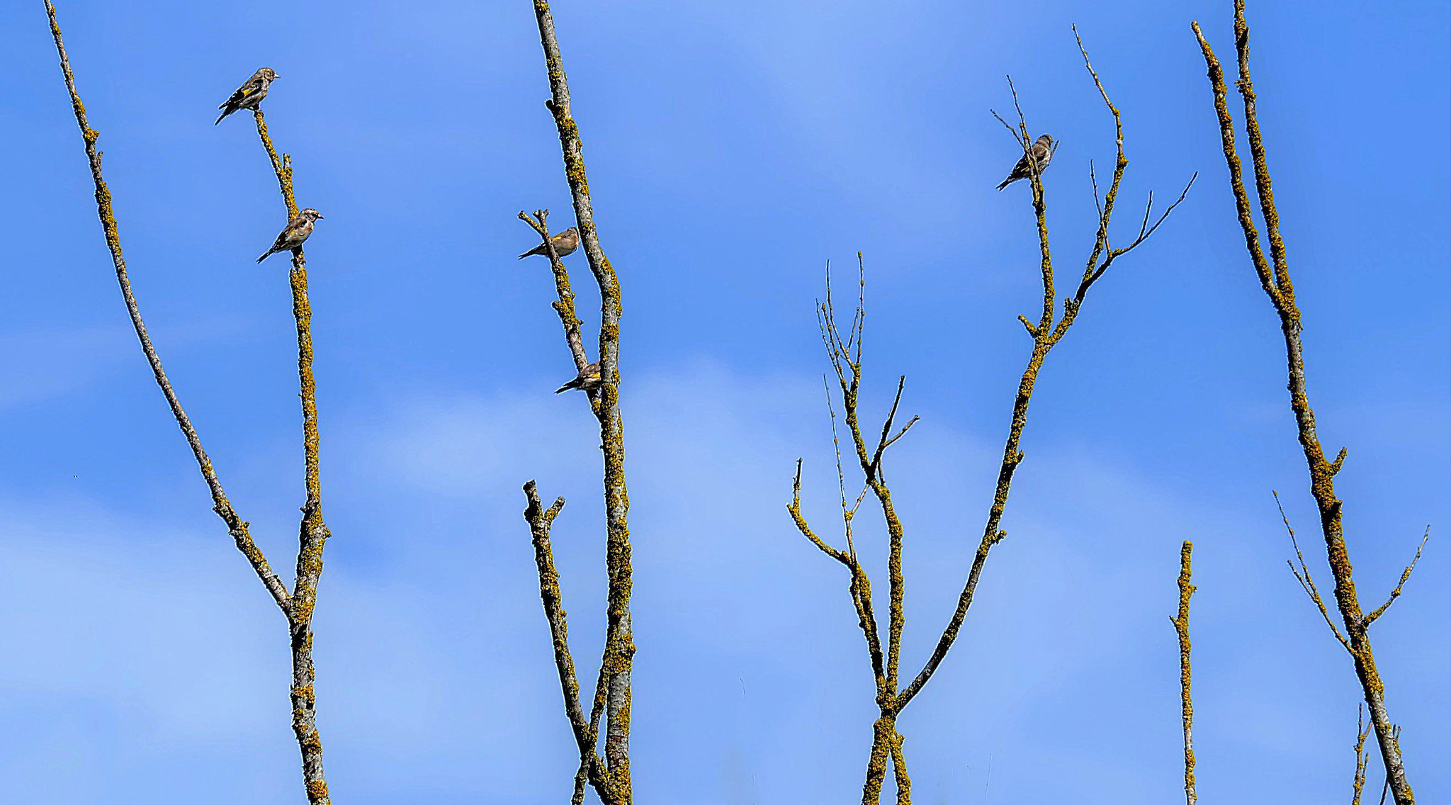 Fujifilm X-A2 + Fujifilm XC 50-230mm F4.5-6.7 OIS sample photo. No place to hide... photography