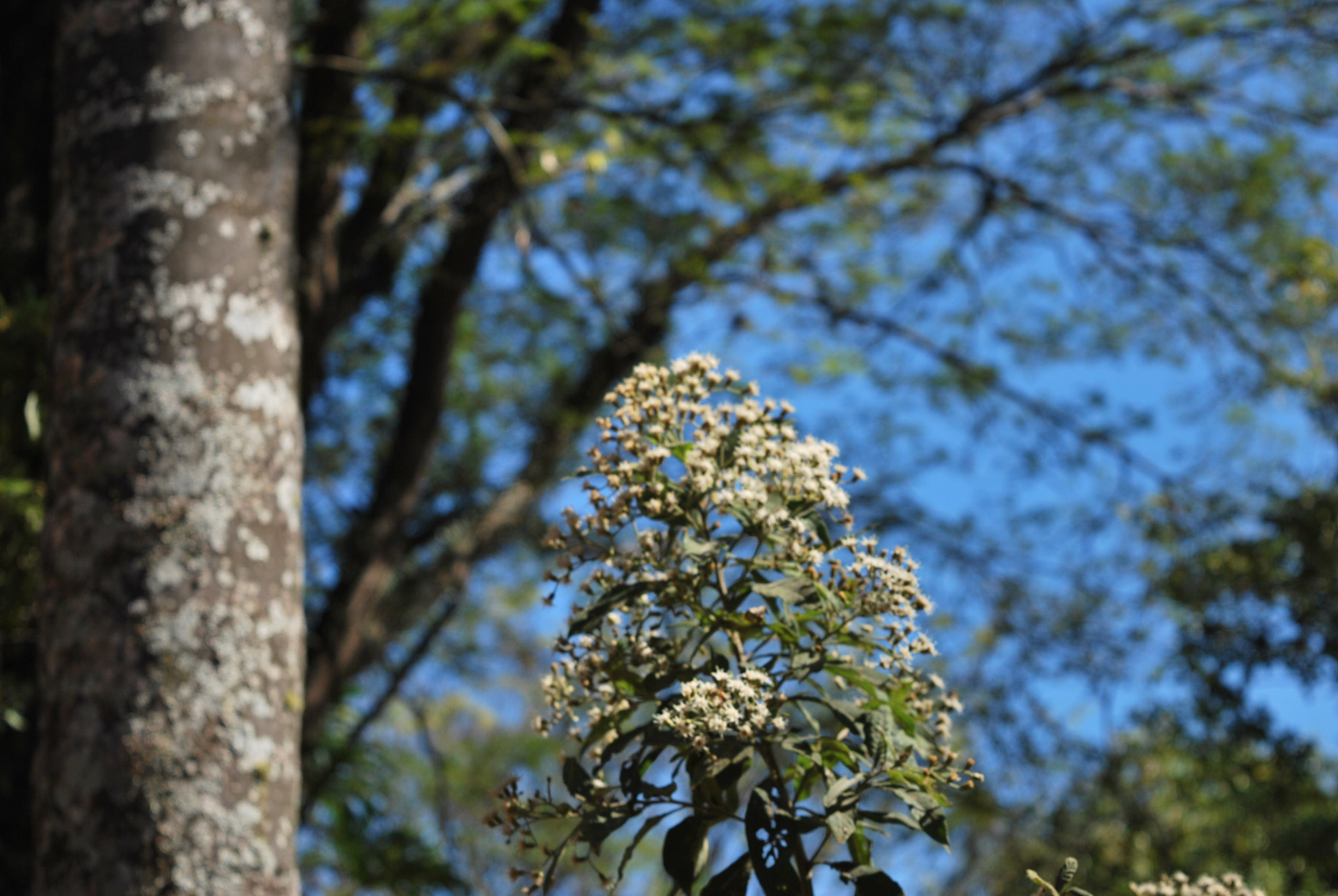 Nikon D60 sample photo. Cacho de pequenas flores photography
