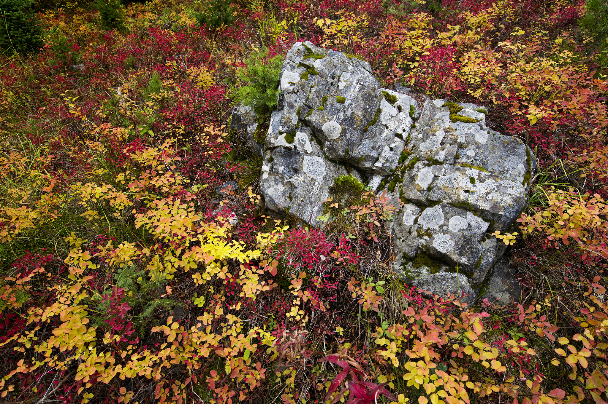 Nikon AF-S Nikkor 18-35mm F3.5-4.5G ED sample photo. Yellow horse photography photography