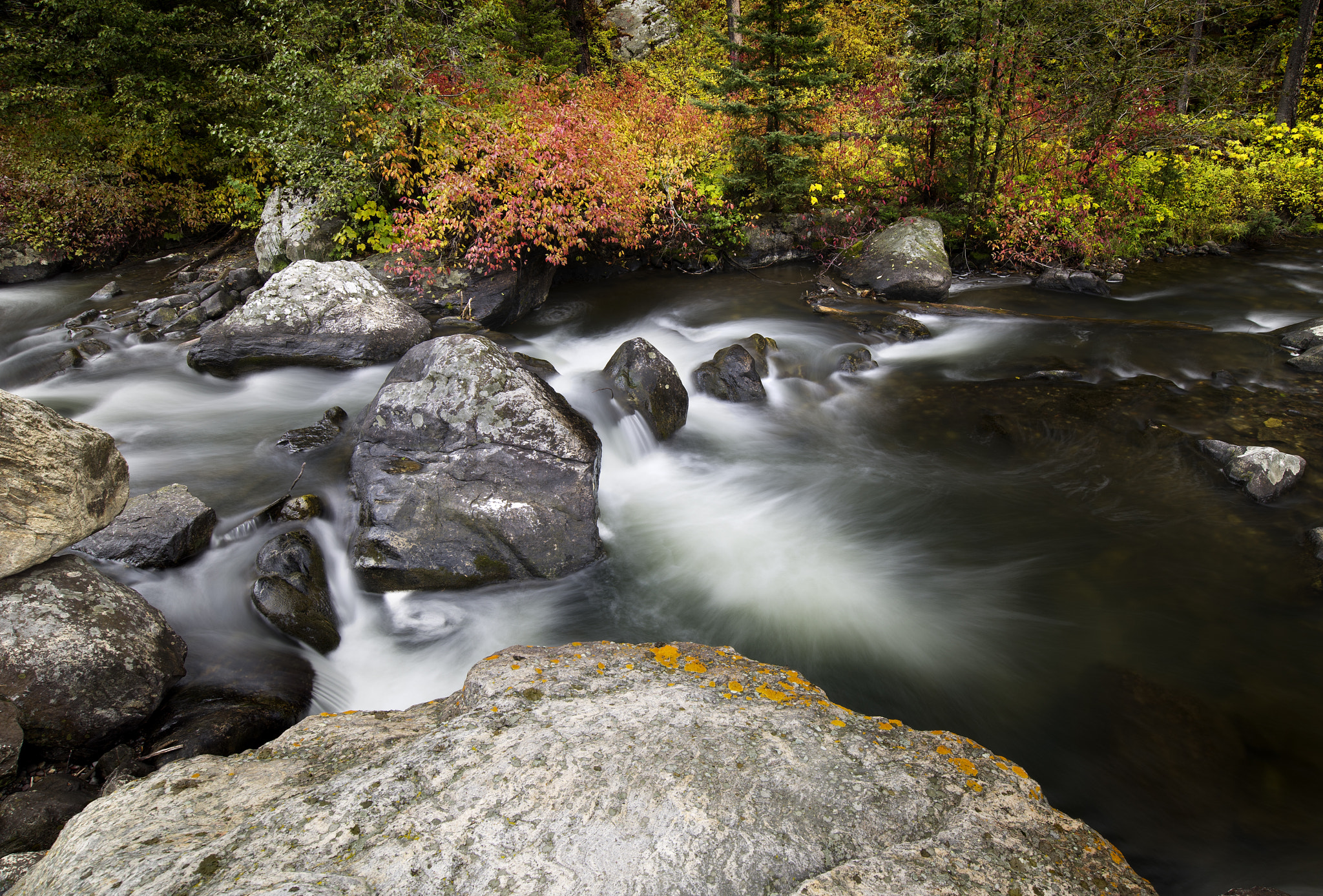Nikon AF-S Nikkor 18-35mm F3.5-4.5G ED sample photo. Yellow horse photography photography