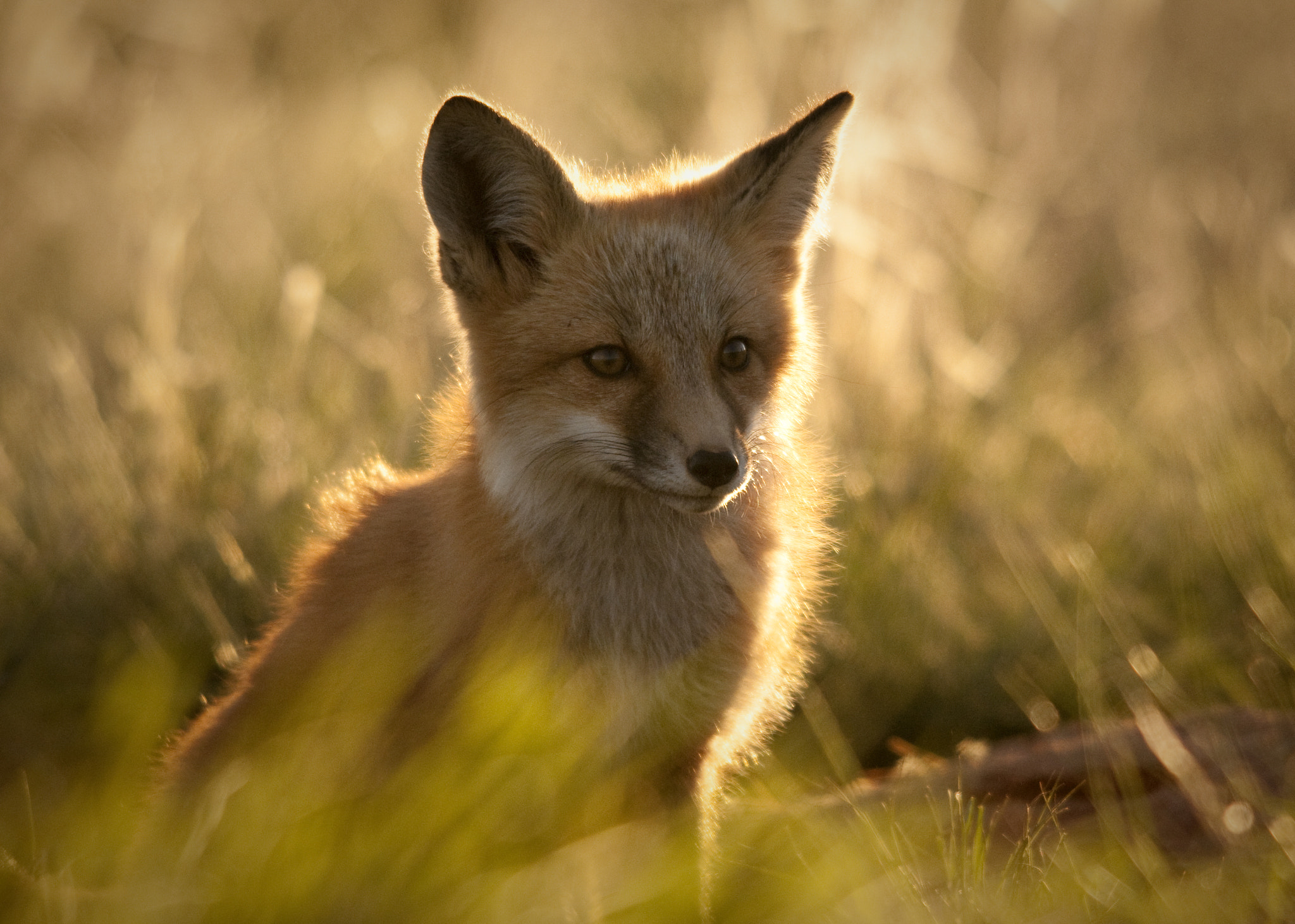 Sigma 150-500mm F5-6.3 DG OS HSM sample photo. Yellow horse photography photography