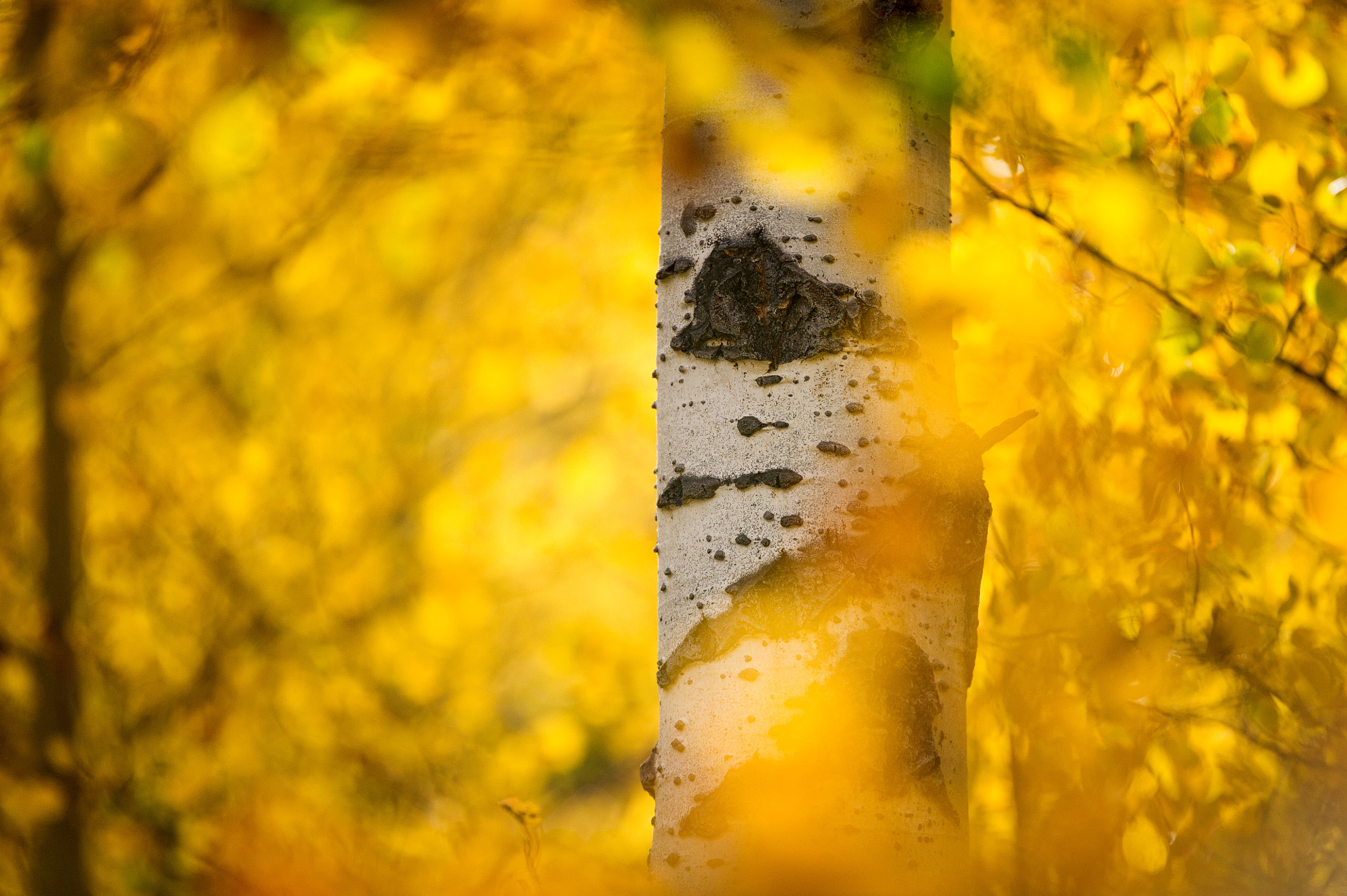 Nikon D3S sample photo. Yellow horse photography photography