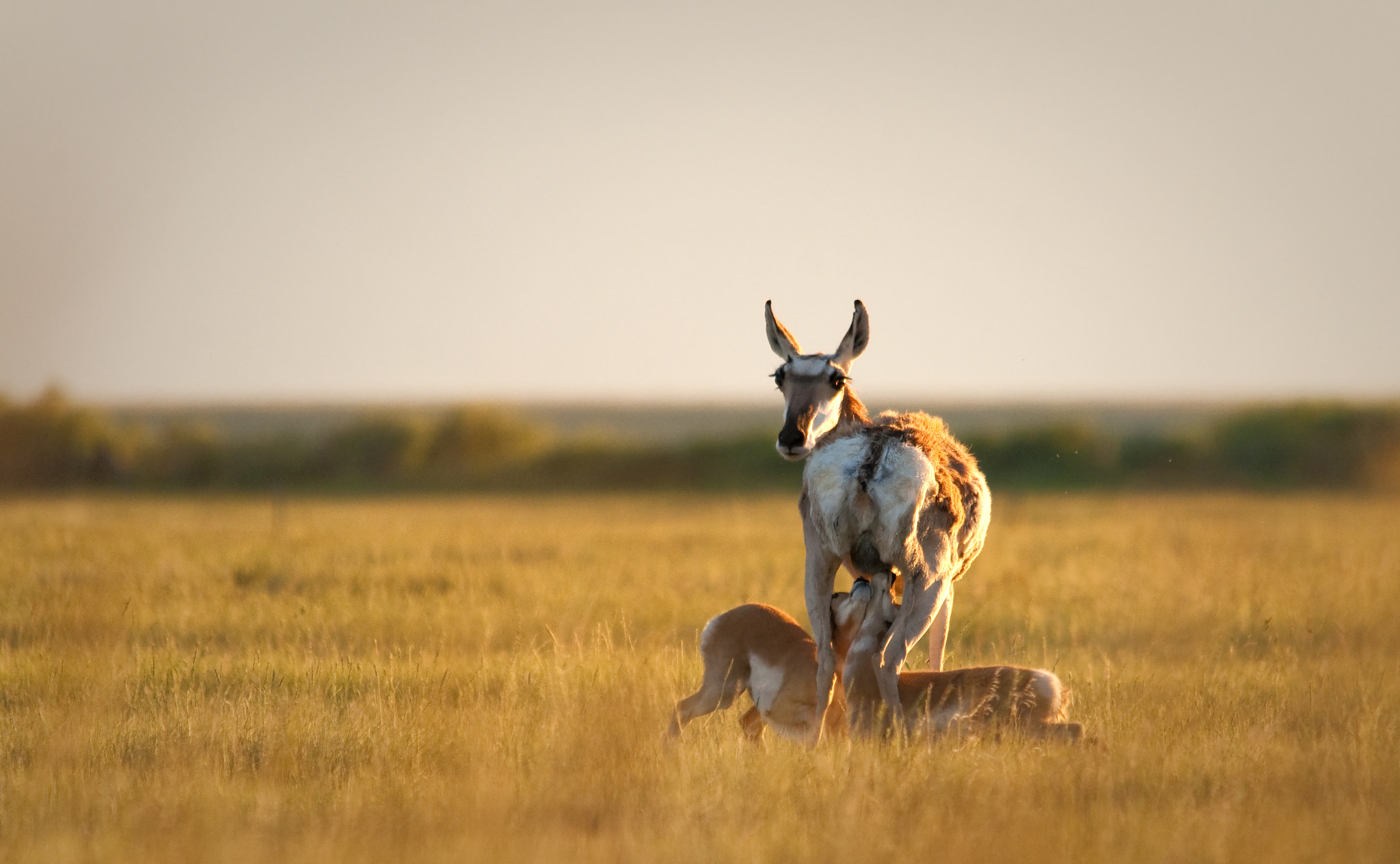Sigma 150-500mm F5-6.3 DG OS HSM sample photo. Yellow horse photography photography