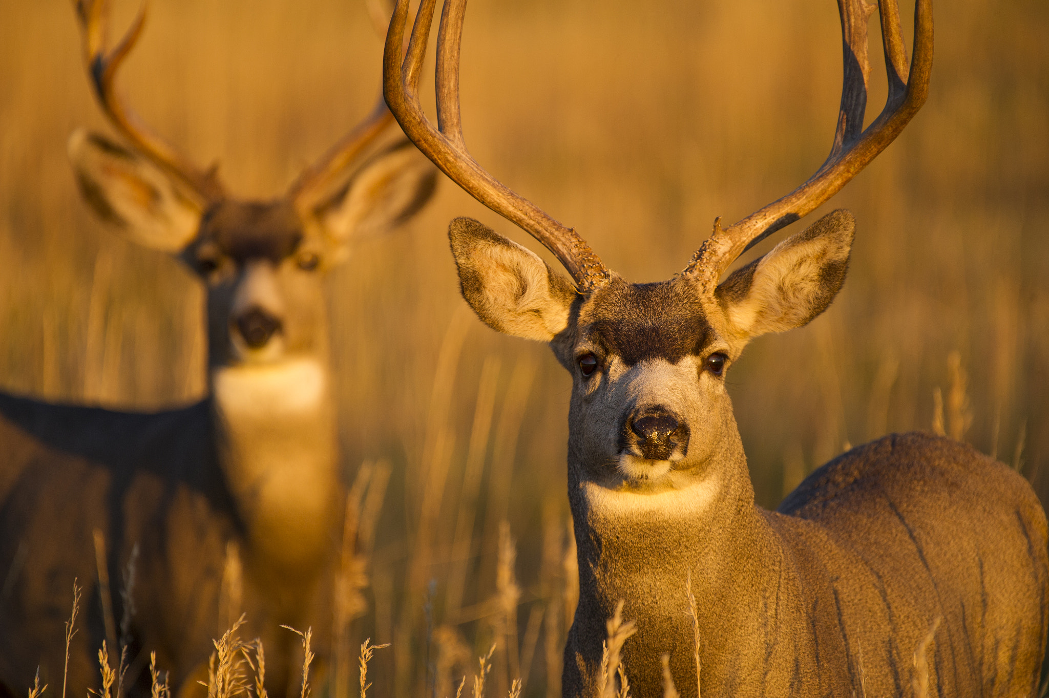 Nikon AF-S Nikkor 200-500mm F5.6E ED VR sample photo. Yellow horse photography photography