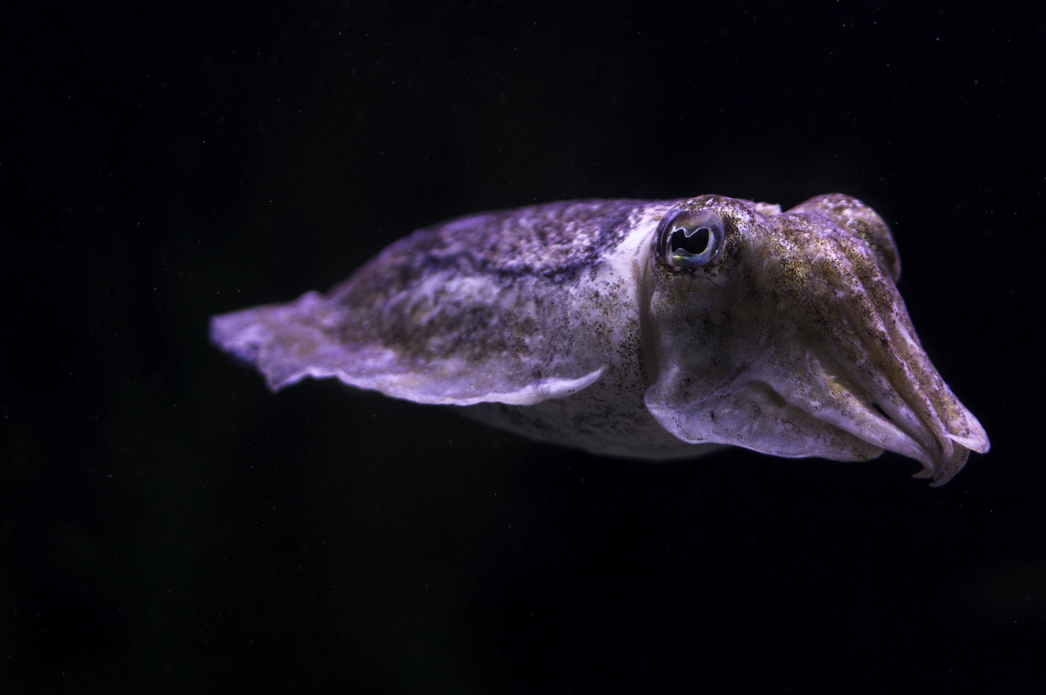 Sony Alpha NEX-5R sample photo. Seiche à l'aquarium de lisbonne photography