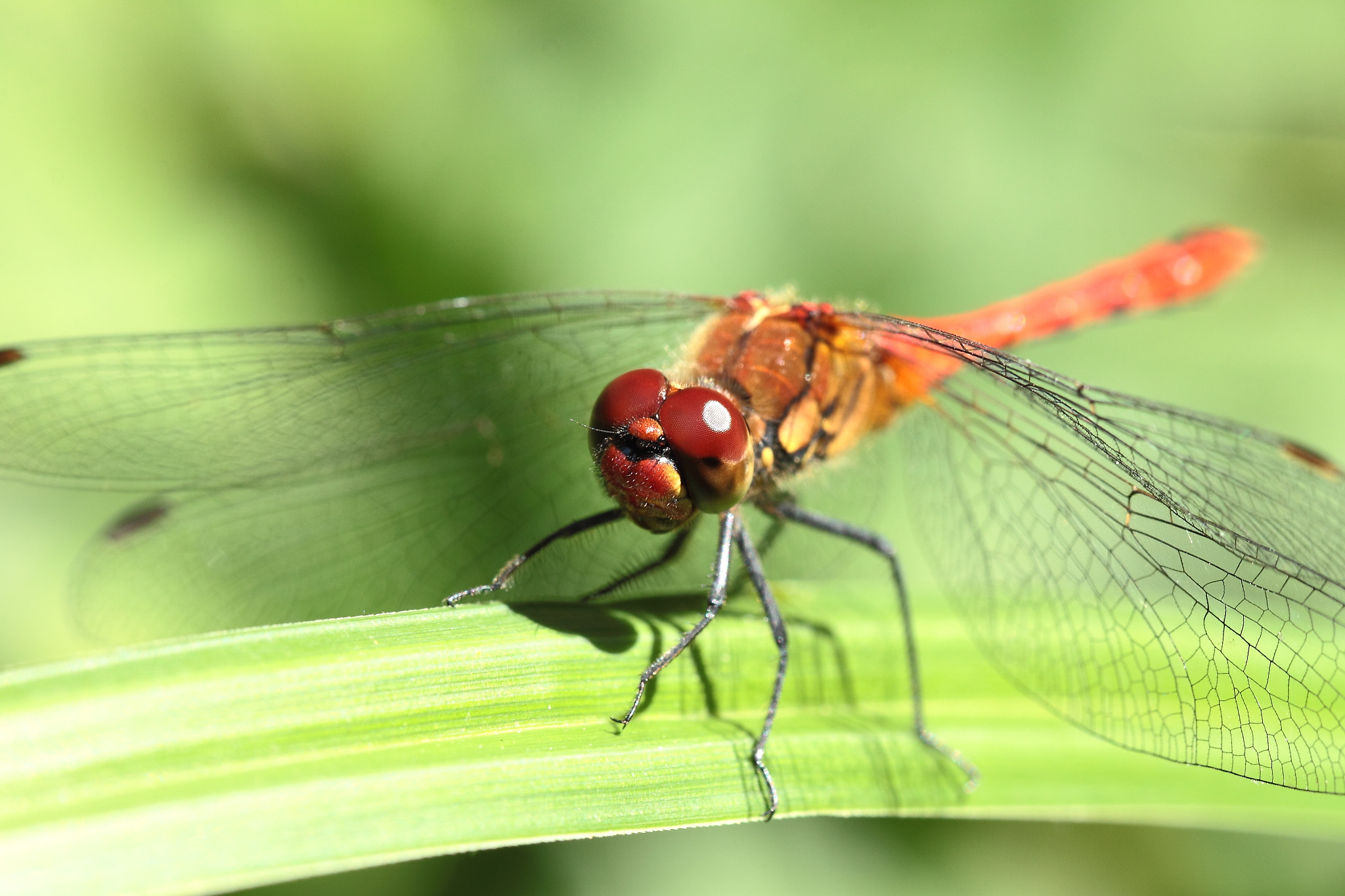 Canon EOS 50D + Canon EF 100mm F2.8L Macro IS USM sample photo. The ruddy darter; sympétrum sanguin photography