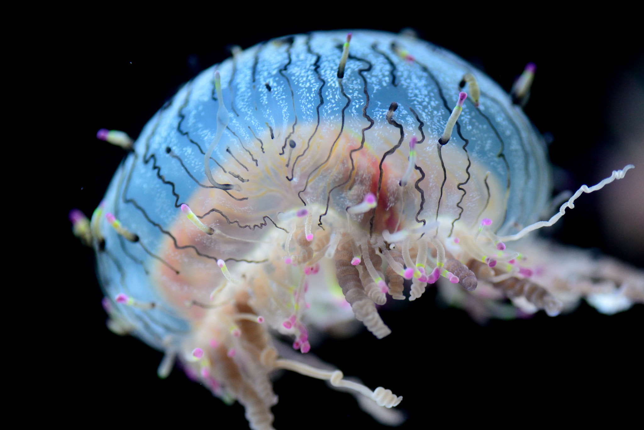 Nikon D600 sample photo. Jelly jellyfish photography